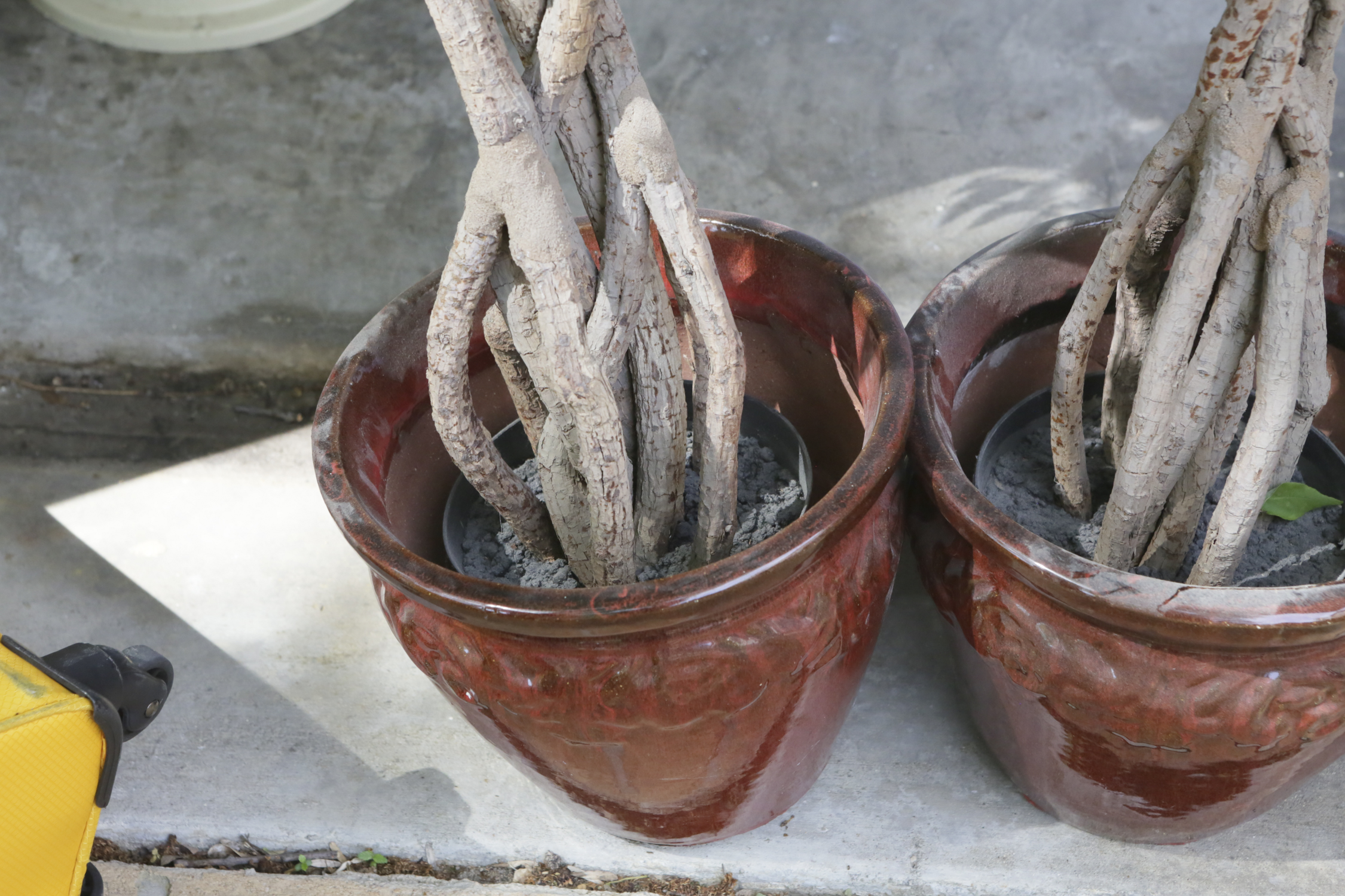 Artificial Trees in Ceramic Pots