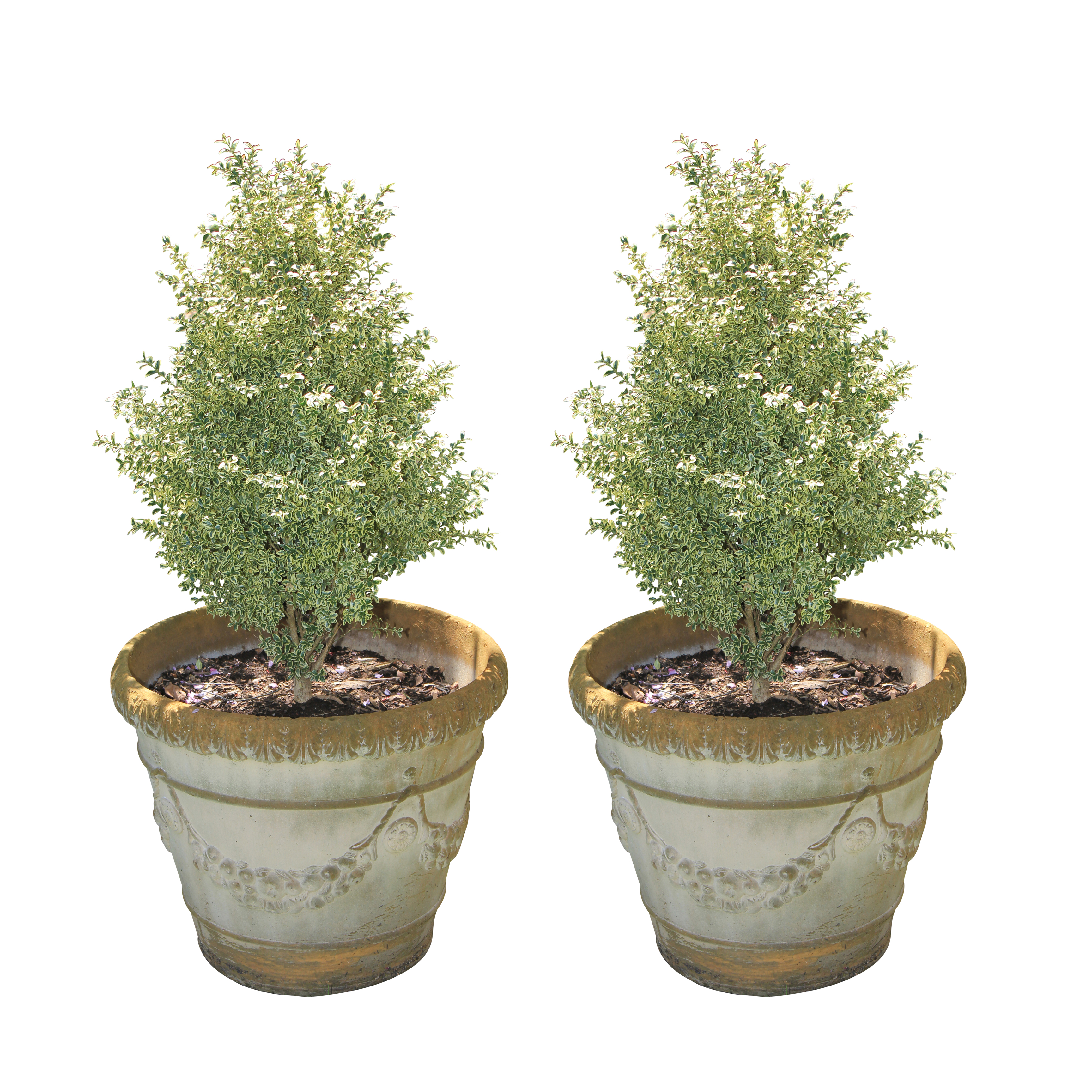 Pair of Cement Planters with Plants