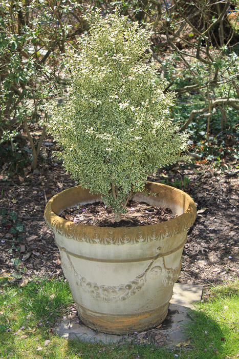 Pair of Cement Planters with Plants