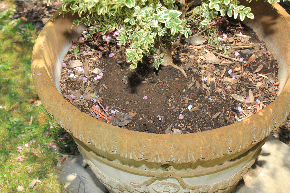 Pair of Cement Planters with Plants