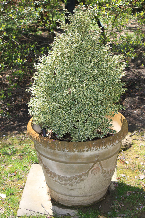 Pair of Cement Planters with Plants