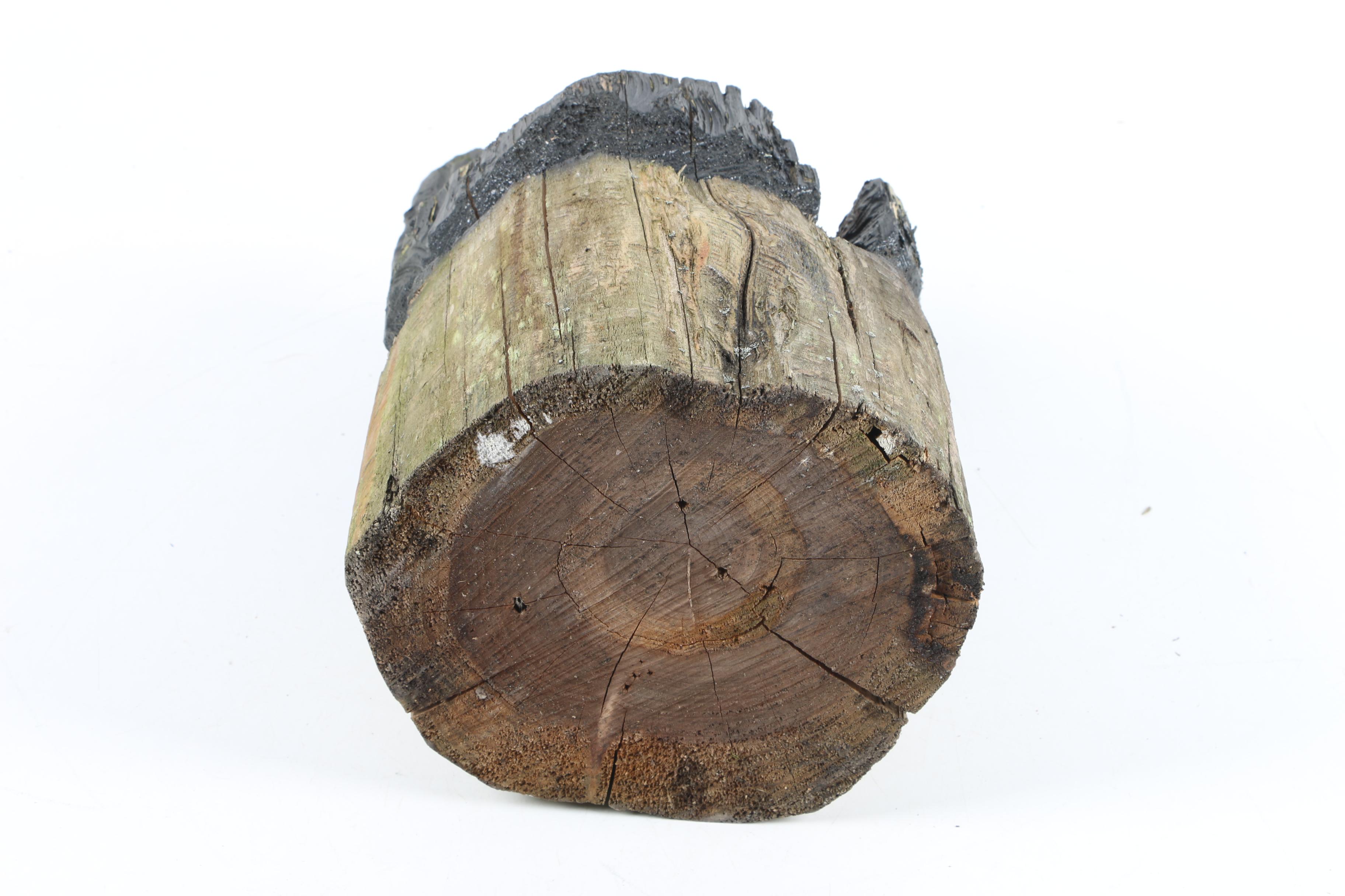 Hand-Carved Rustic Tree-Stump Bear