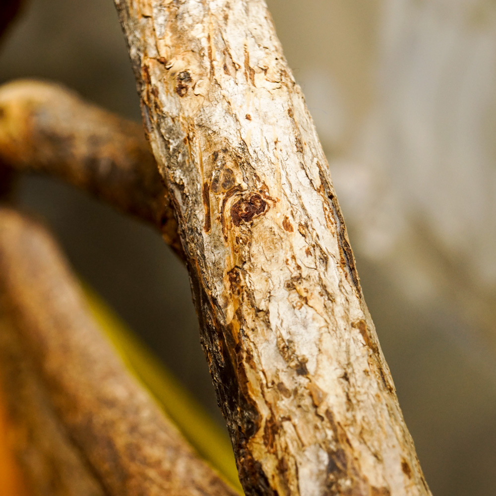 Twig and Live Edge Plank Bench