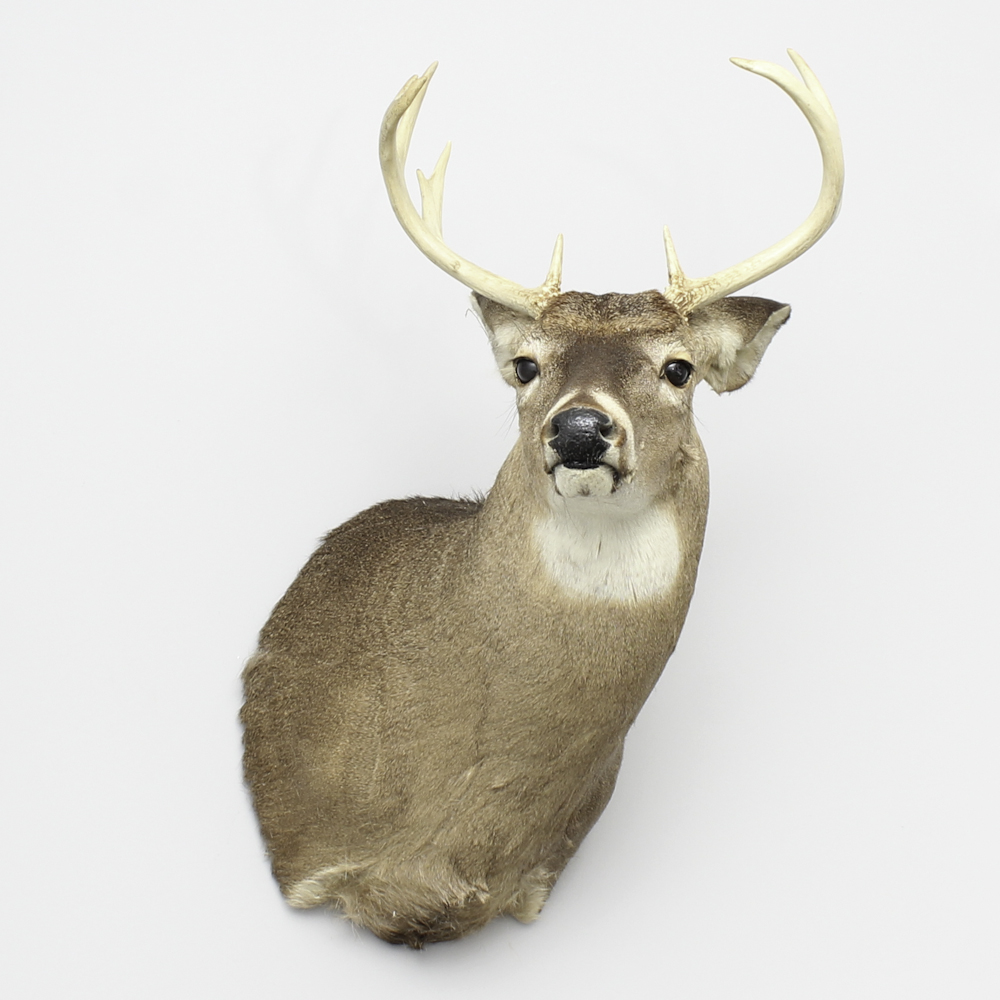 Taxidermy White Tail Deer