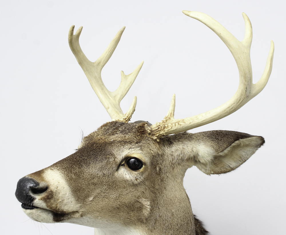 Taxidermy White Tail Deer