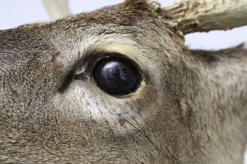 Taxidermy White Tail Deer
