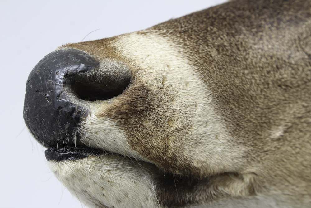 Taxidermy White Tail Deer