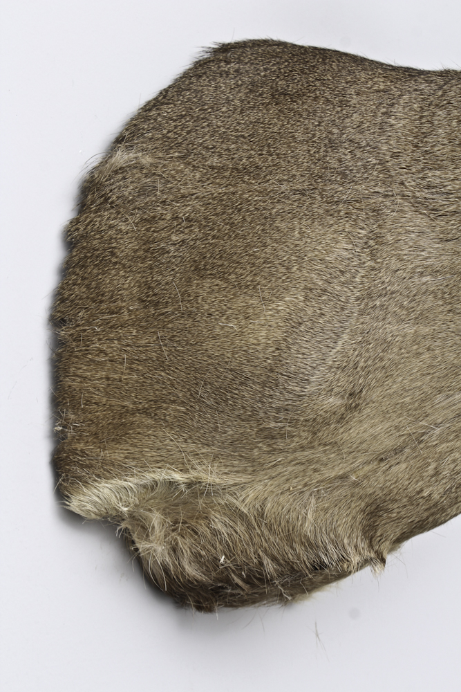 Taxidermy White Tail Deer