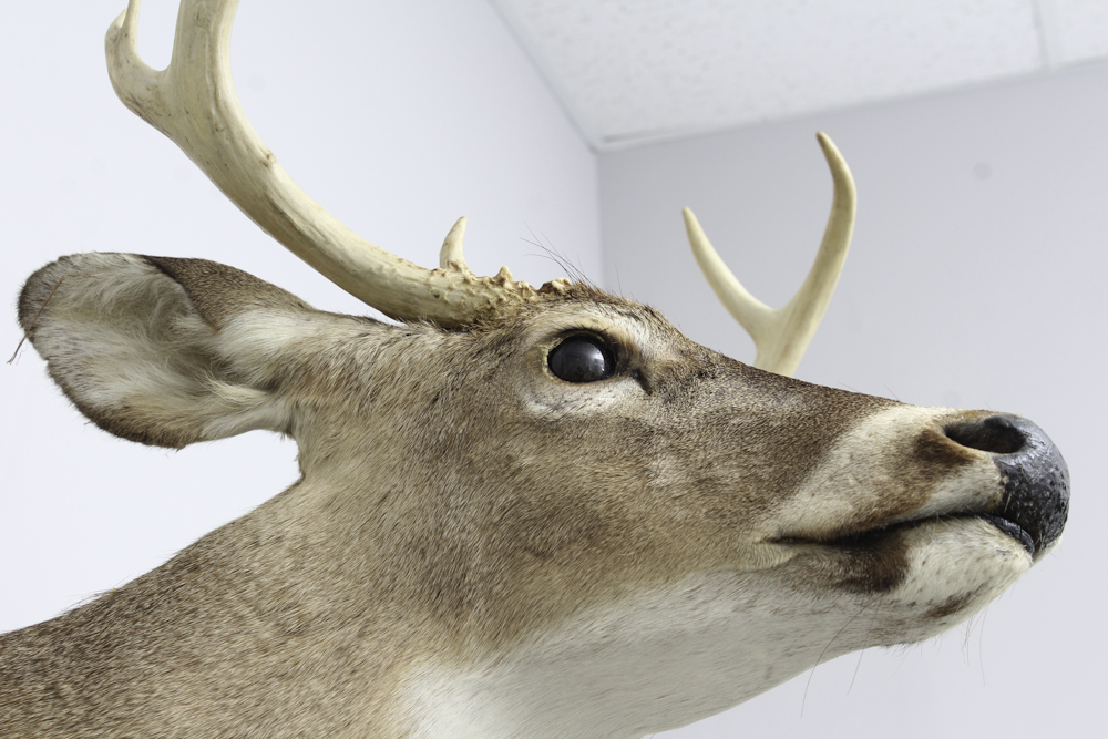 Taxidermy White Tail Deer
