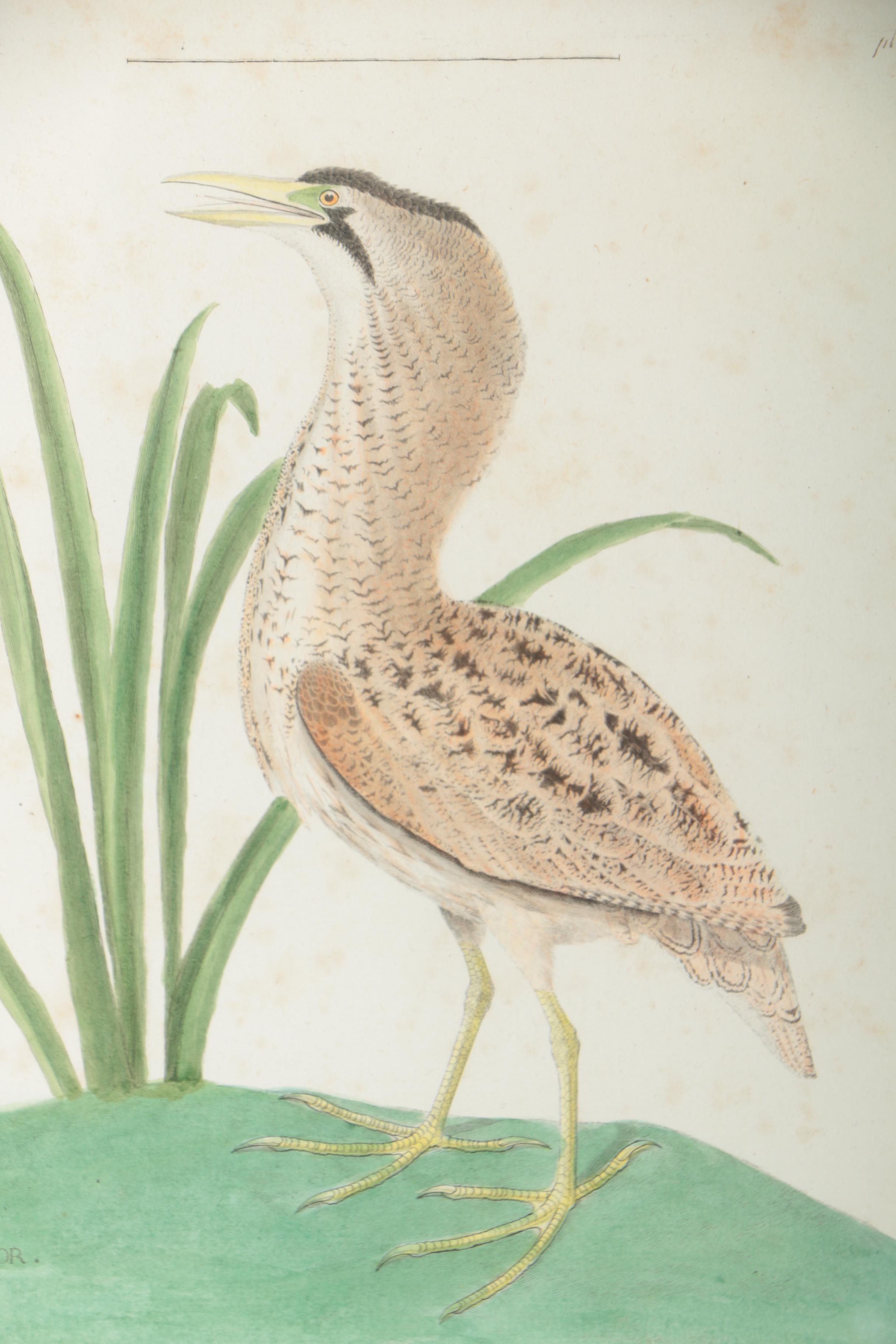 Antique Hand-Colored Engraving After François-Nicolas Martinet "Le Butor"