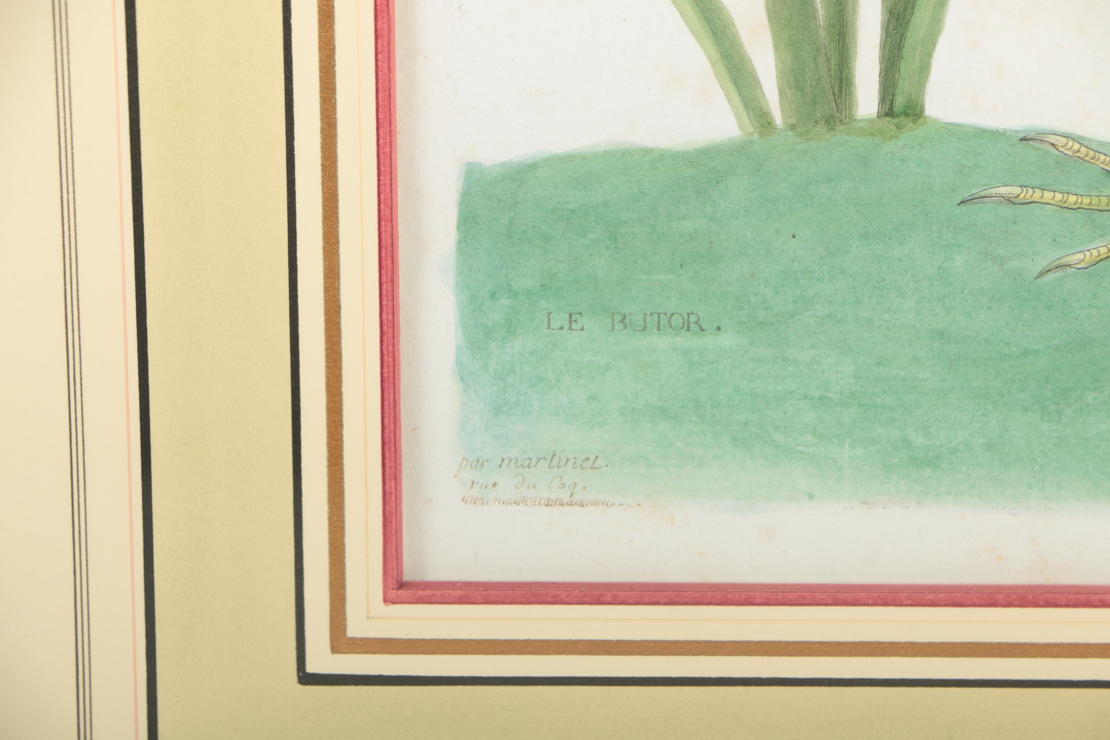 Antique Hand-Colored Engraving After François-Nicolas Martinet "Le Butor"