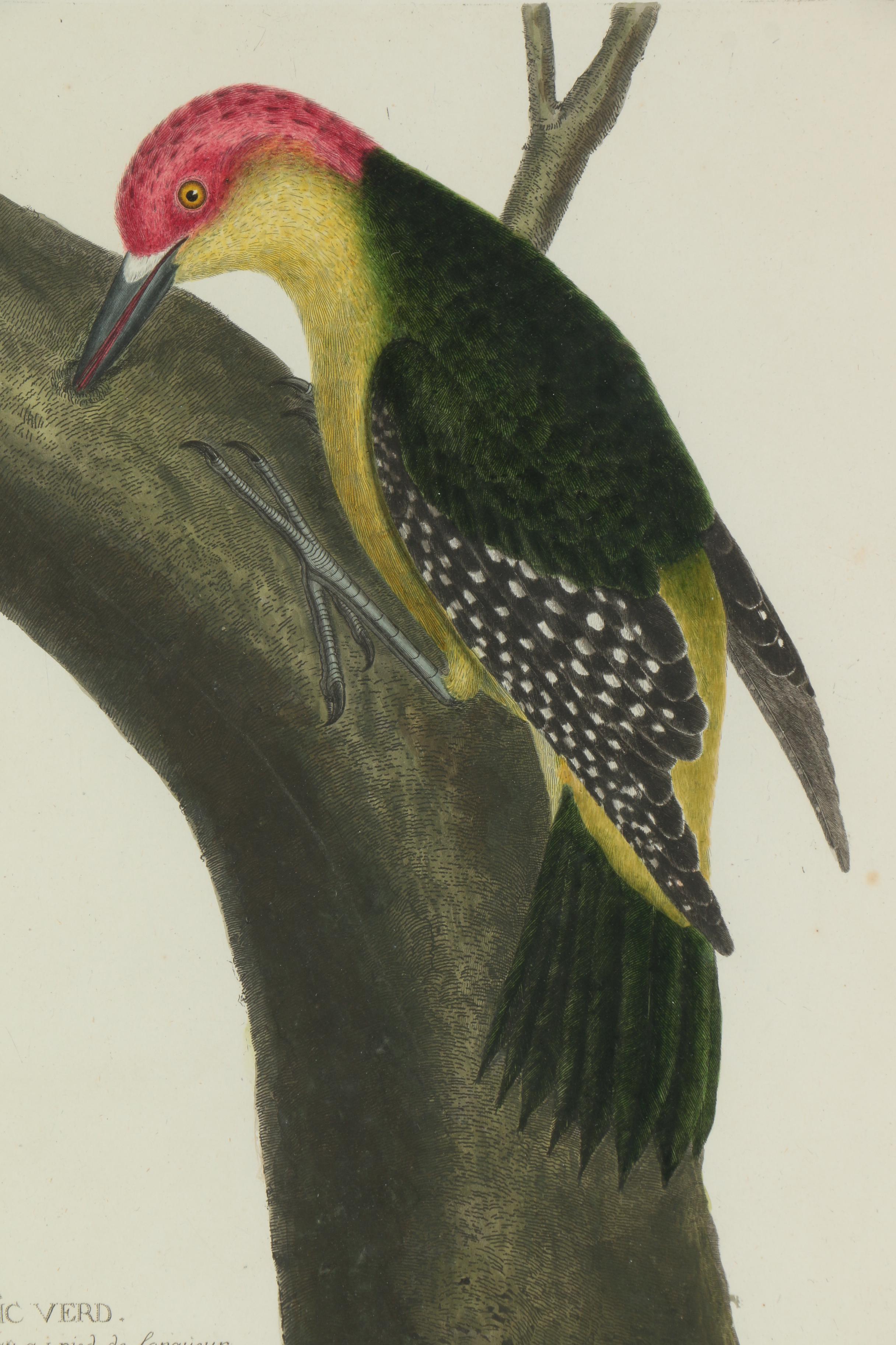 Hand-Colored Engraving of Woodpecker After Martinet "Le Pic Verd"