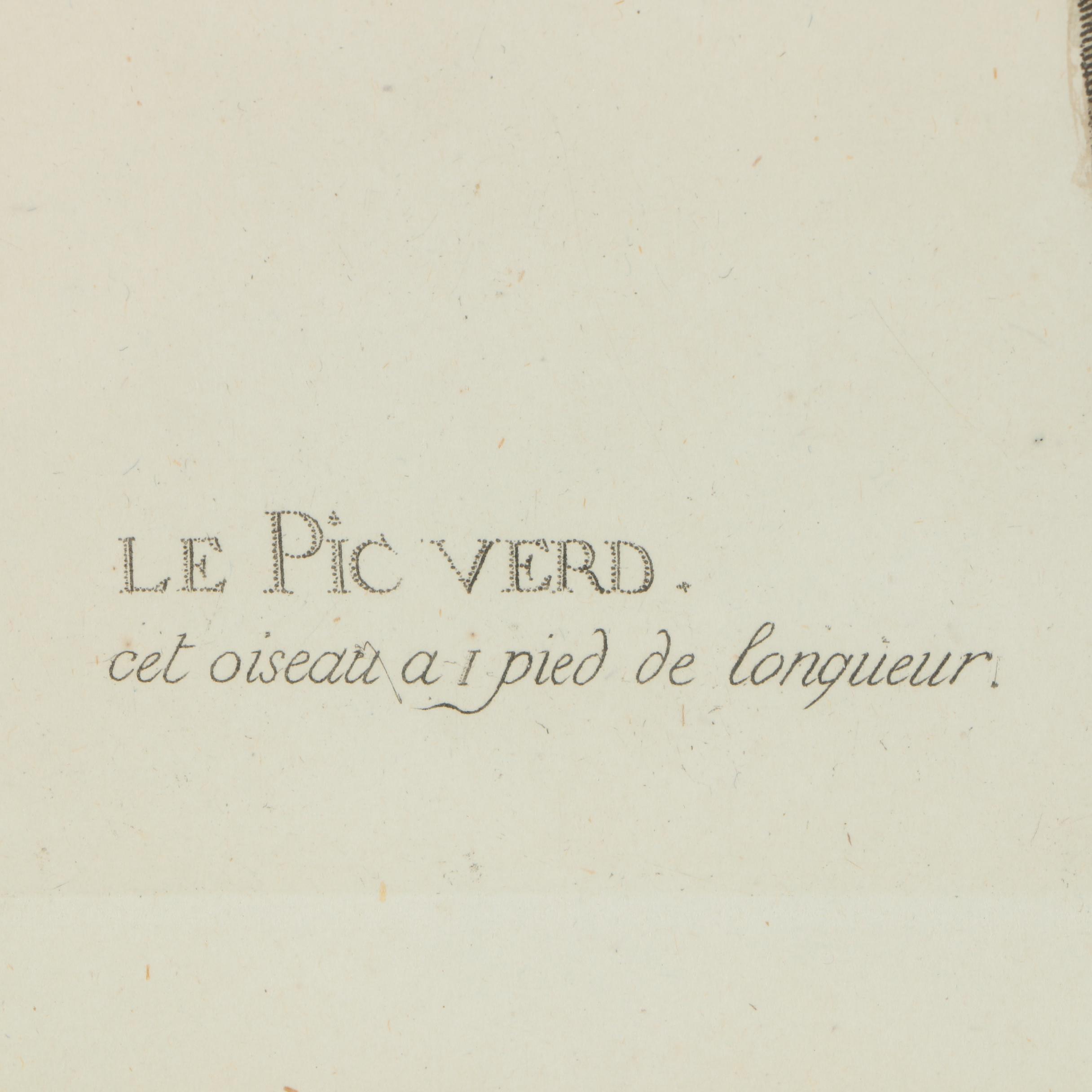 Hand-Colored Engraving of Woodpecker After Martinet "Le Pic Verd"