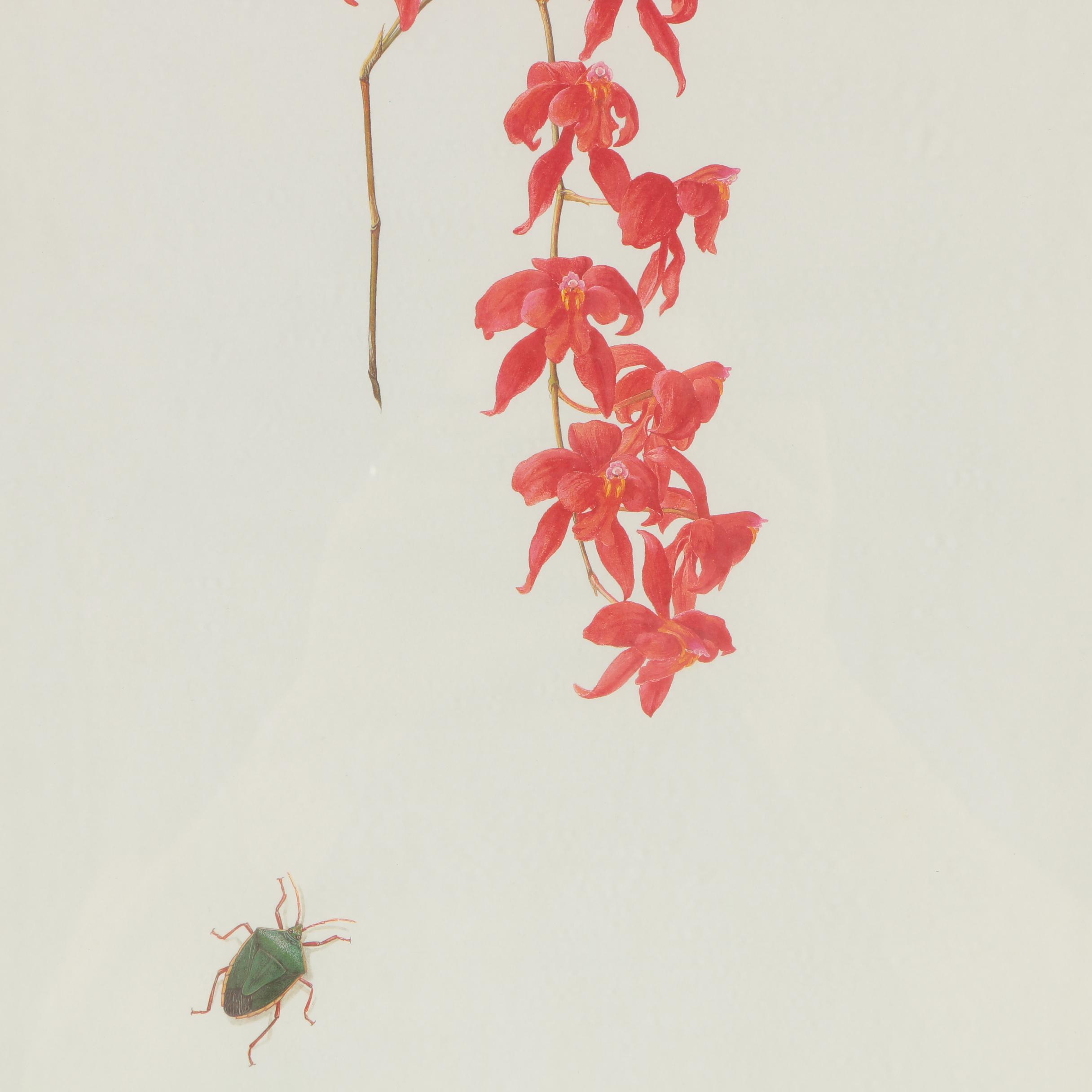 1996 Limited Edition Offset Lithograph of Orchid "Cochlioda Noezliana"