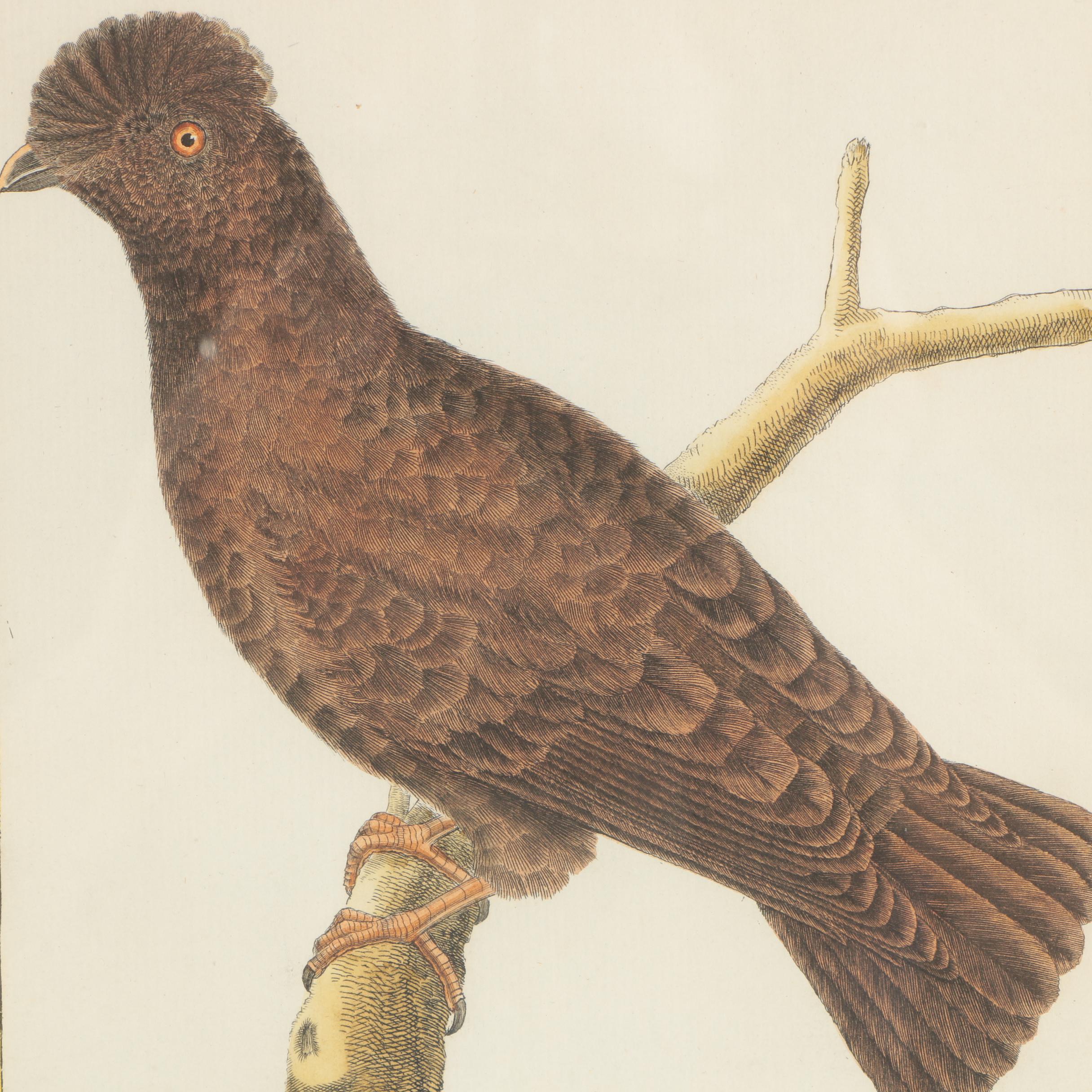 Hand-Colored Engravings After Martinet from "Histoire Naturelle des Oiseaux"
