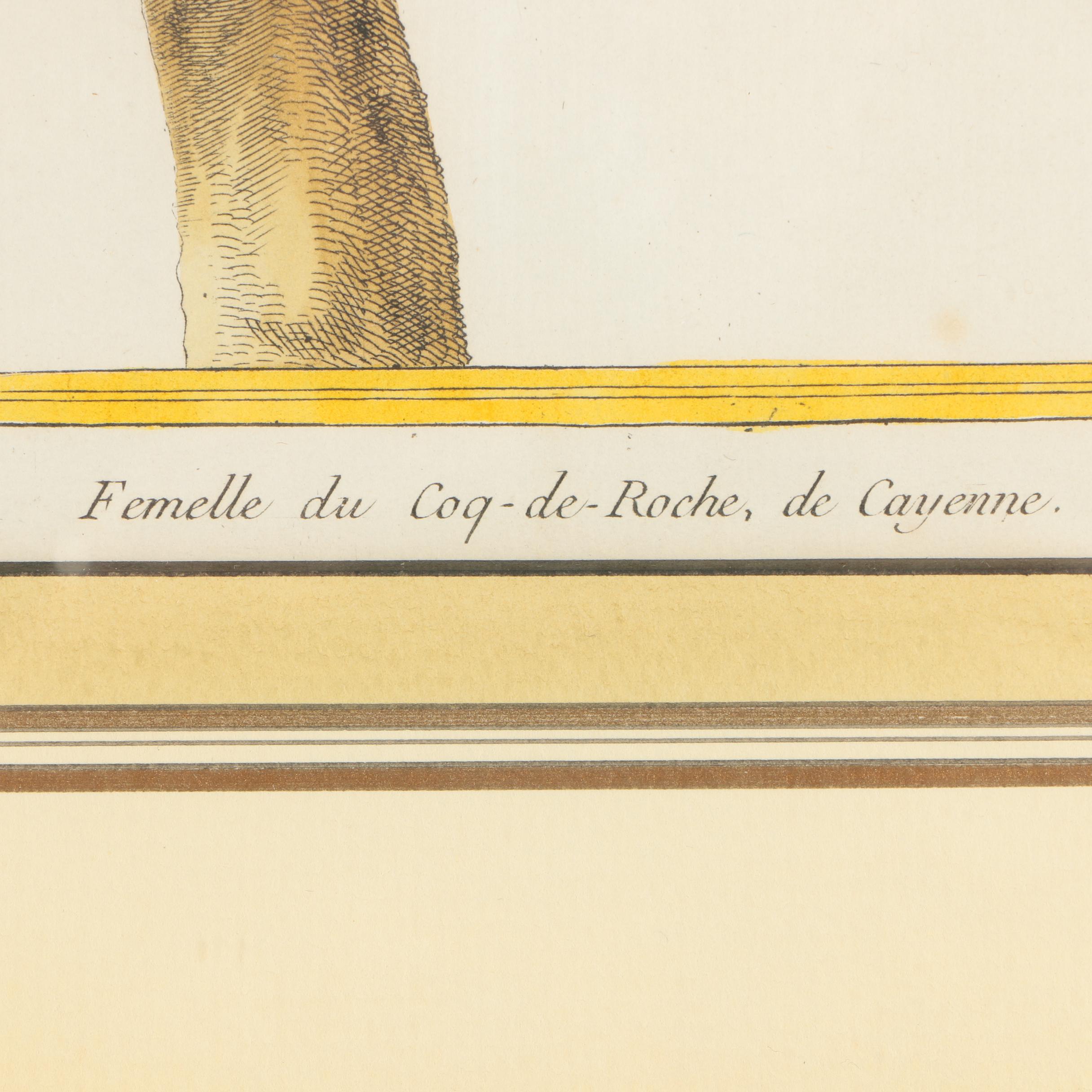 Hand-Colored Engravings After Martinet from "Histoire Naturelle des Oiseaux"