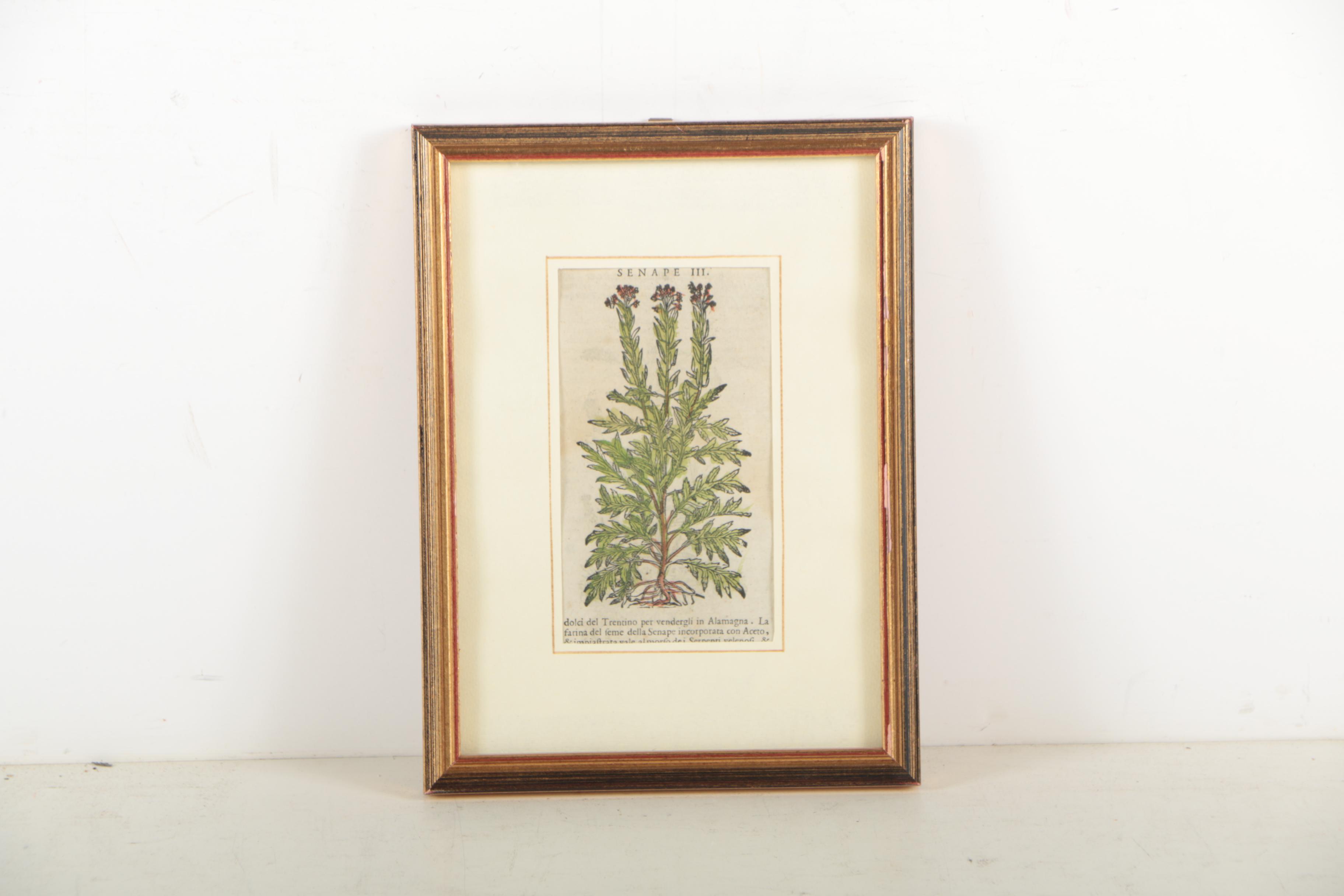 Hand Colored Woodcut After Pietro Andrea Mattioli Botanical Prints