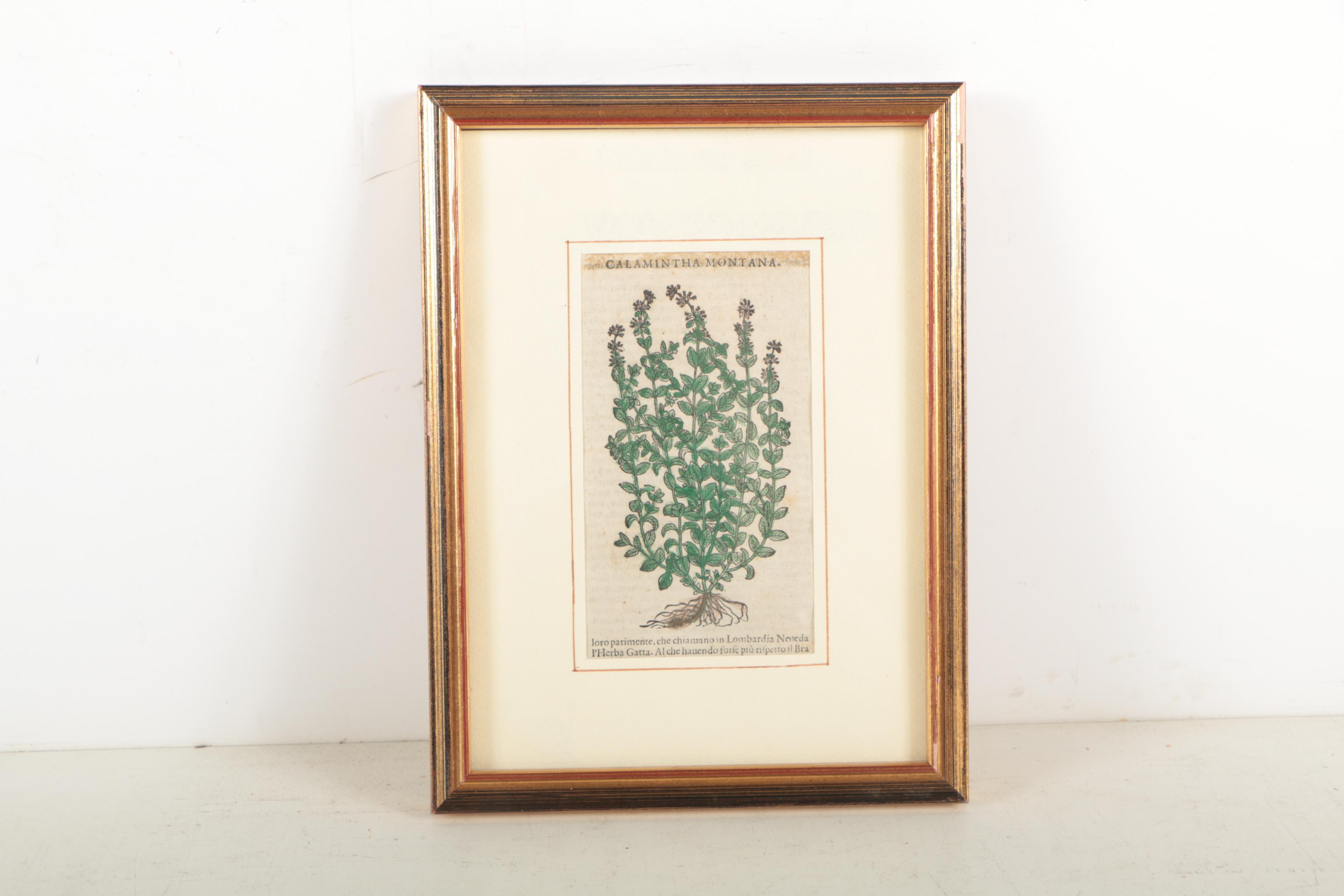 Hand Colored Woodcut After Pietro Andrea Mattioli Botanical Prints