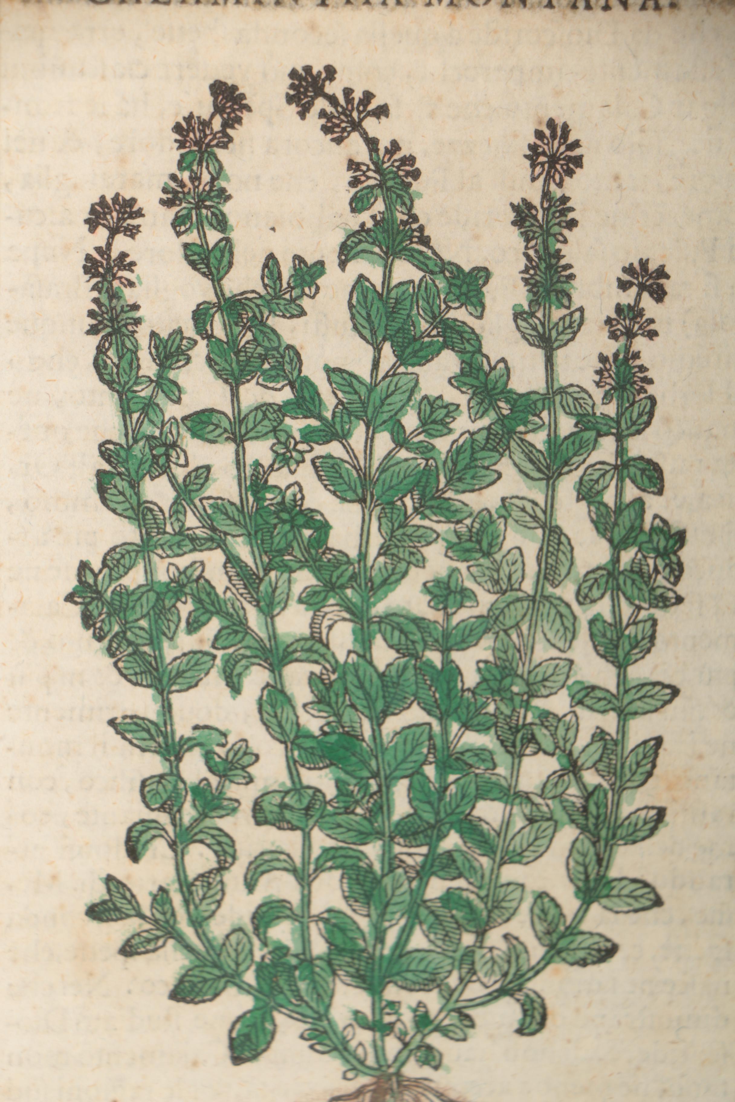 Hand Colored Woodcut After Pietro Andrea Mattioli Botanical Prints