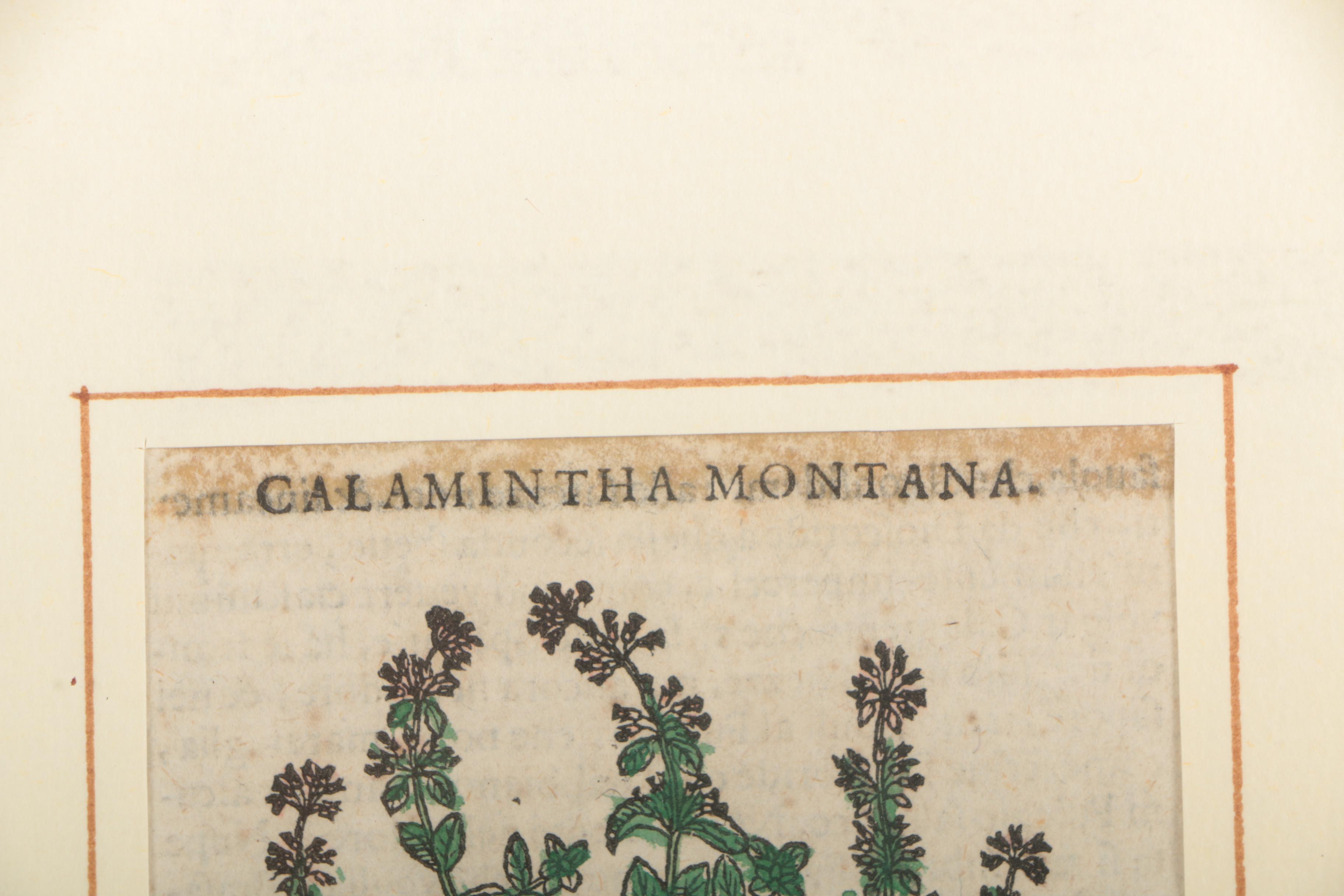 Hand Colored Woodcut After Pietro Andrea Mattioli Botanical Prints