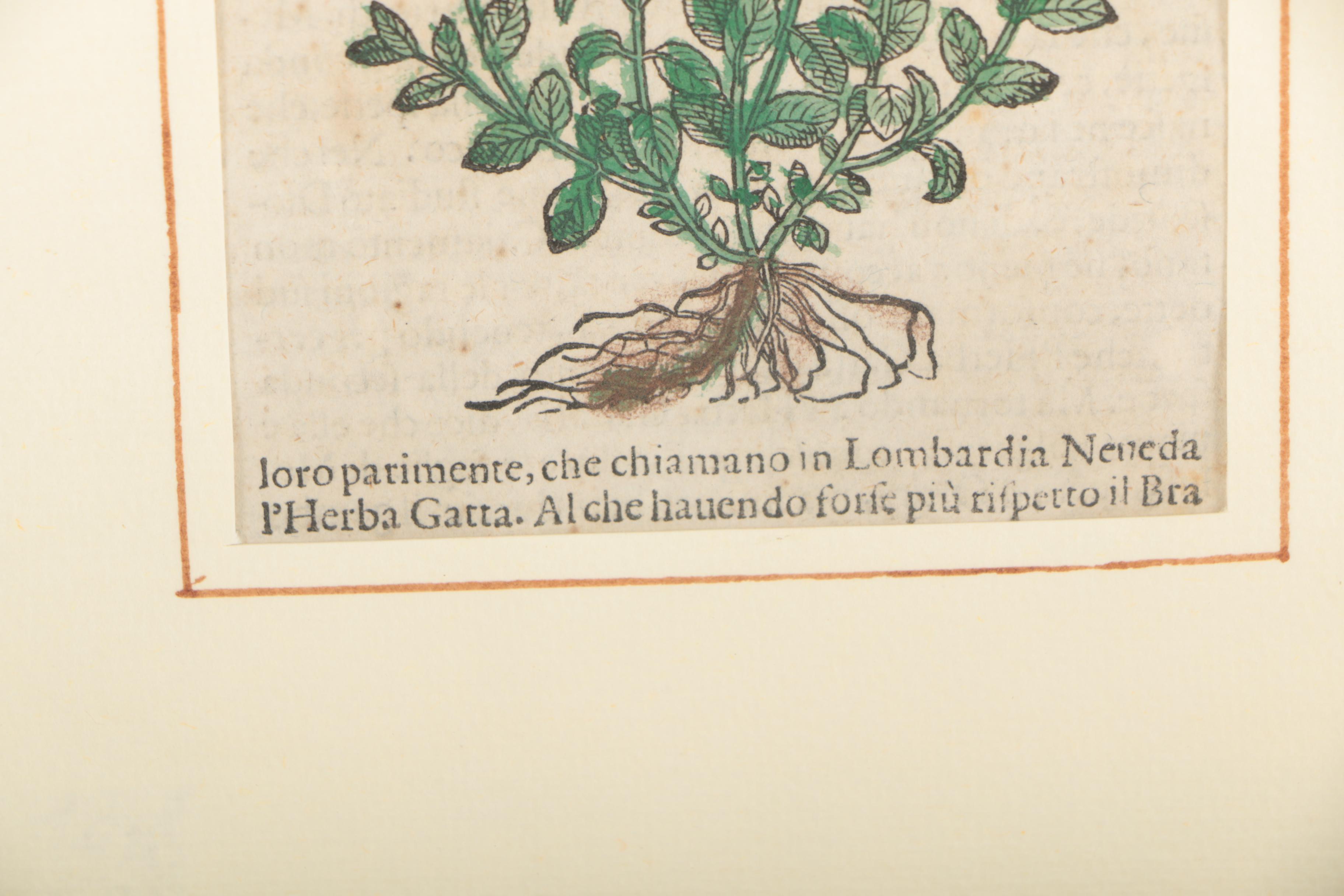 Hand Colored Woodcut After Pietro Andrea Mattioli Botanical Prints