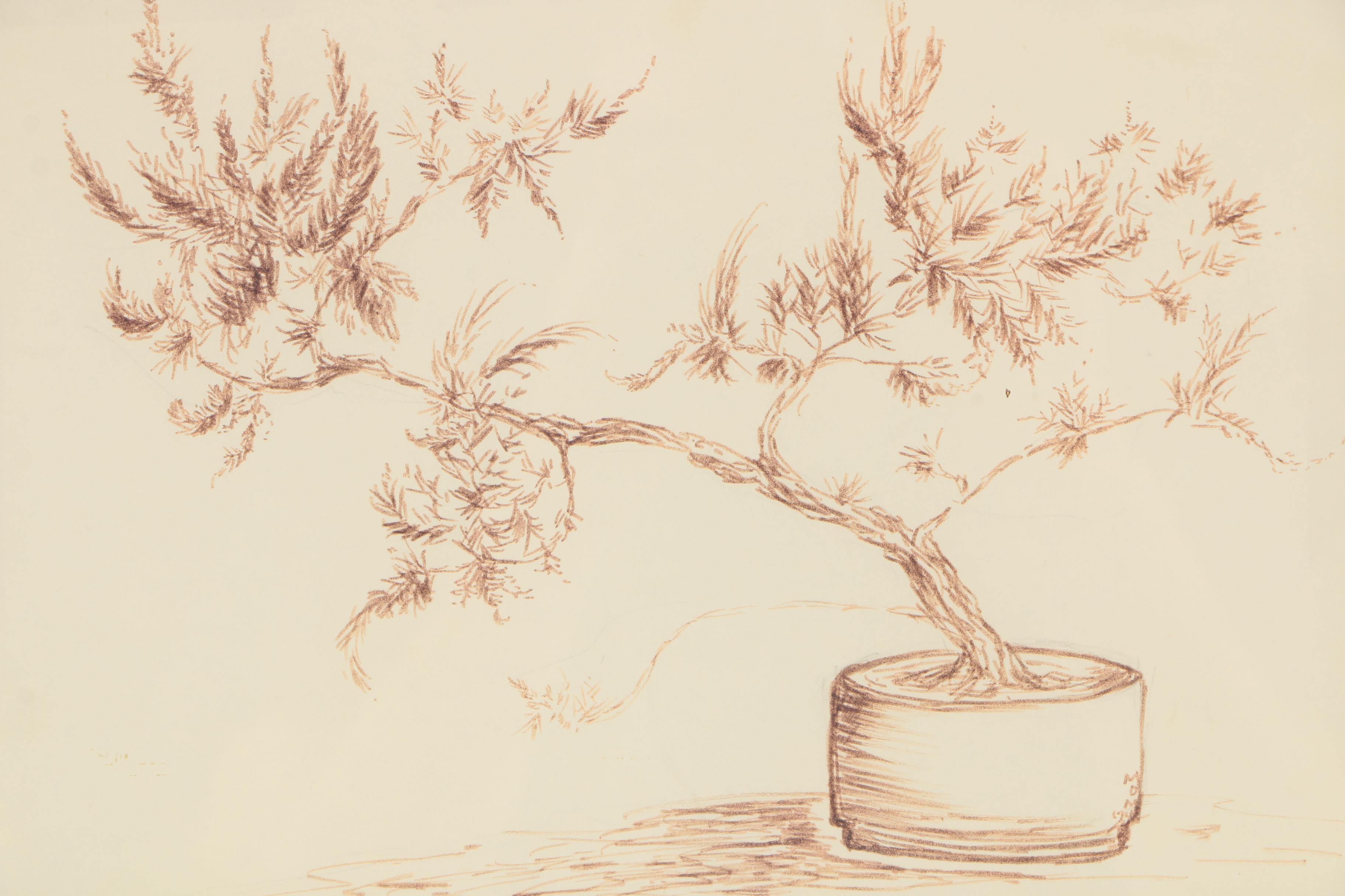 M.O.M. Ink Drawing of a Bonsai