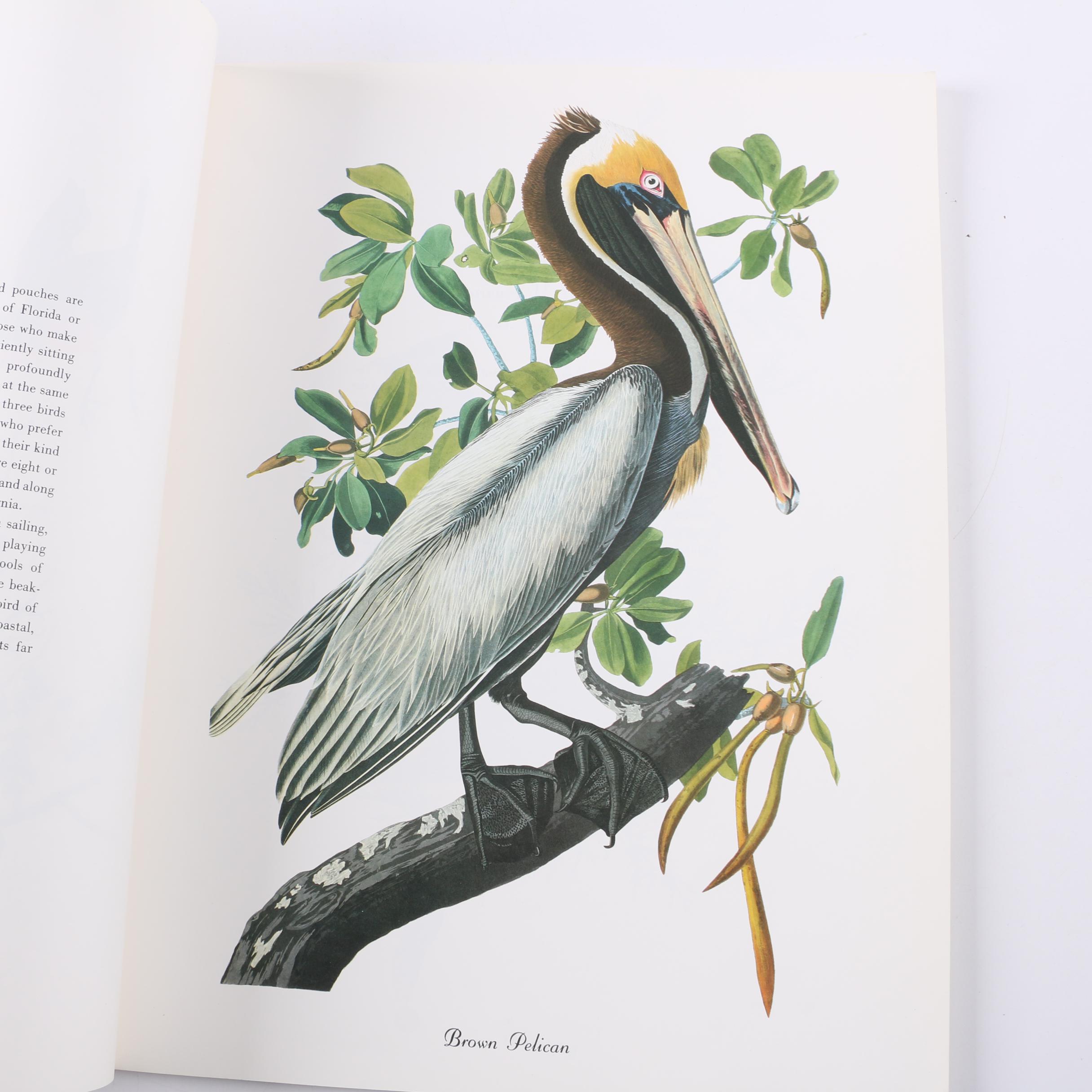 1978 "50 Audubon Birds of America" by Roger Tory Peterson