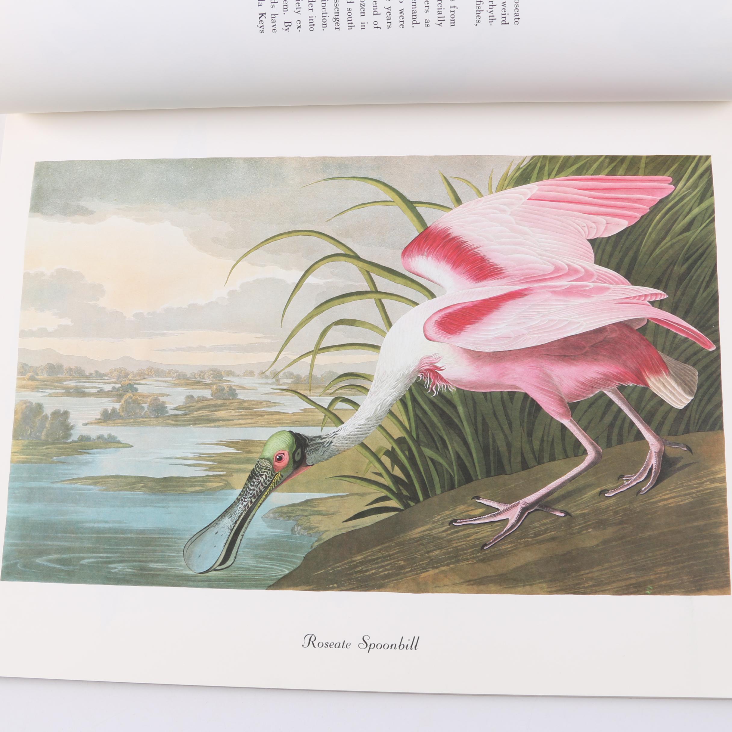 1978 "50 Audubon Birds of America" by Roger Tory Peterson