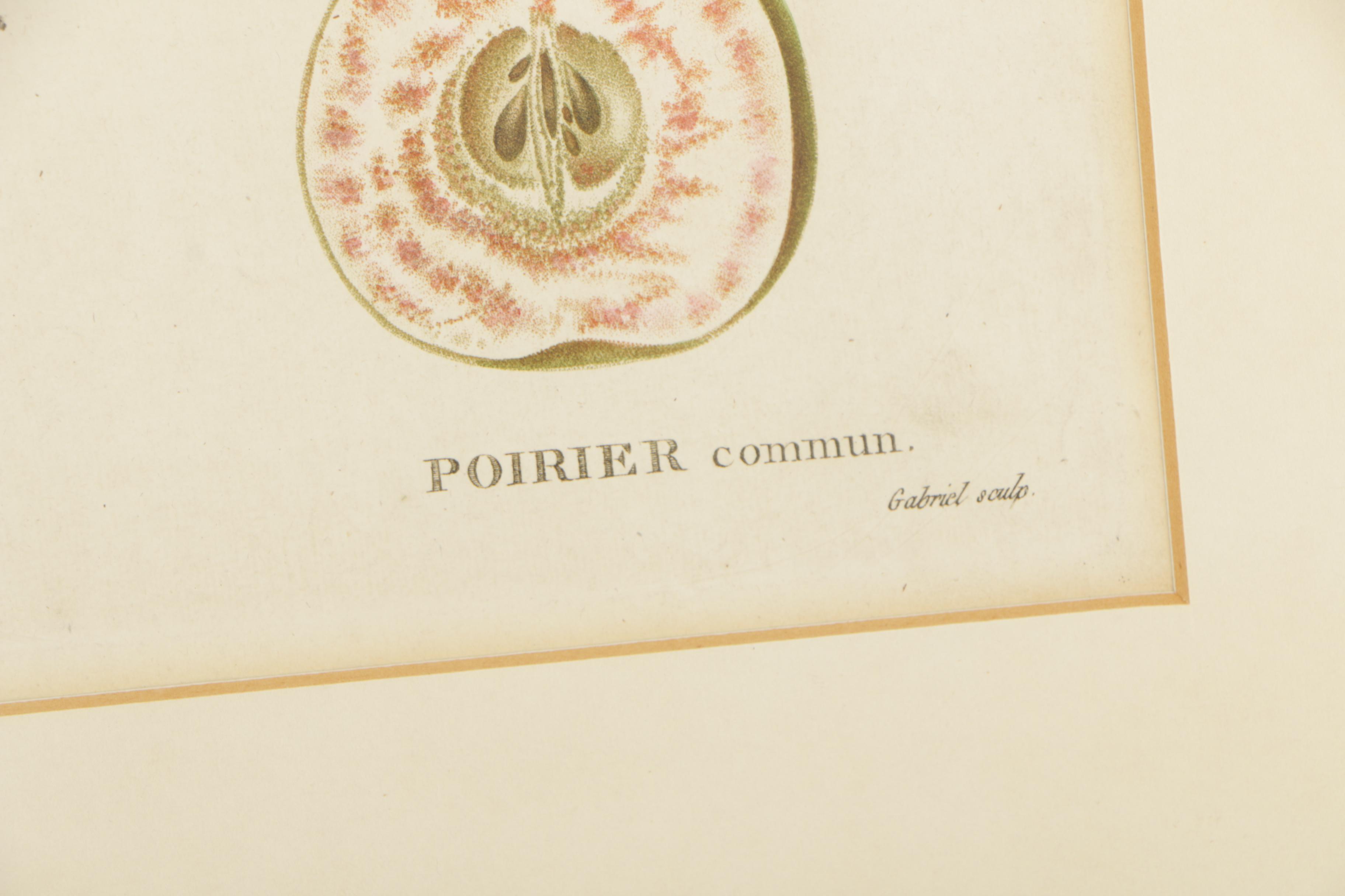 Pancrace Bessa Color Etchings of Pears