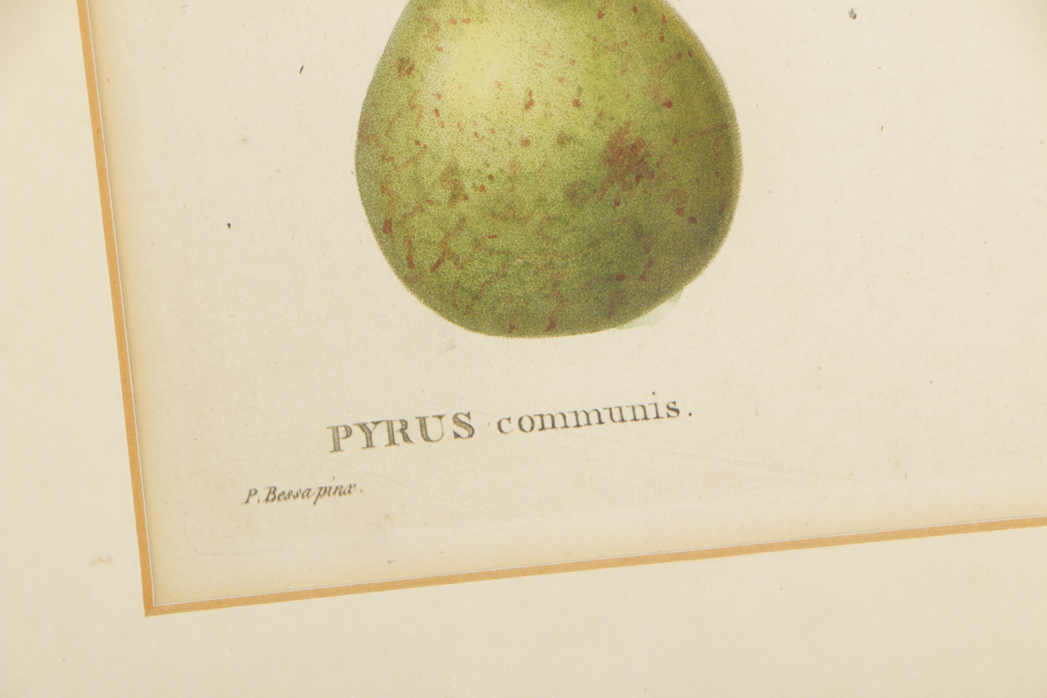 Pancrace Bessa Color Etchings of Pears