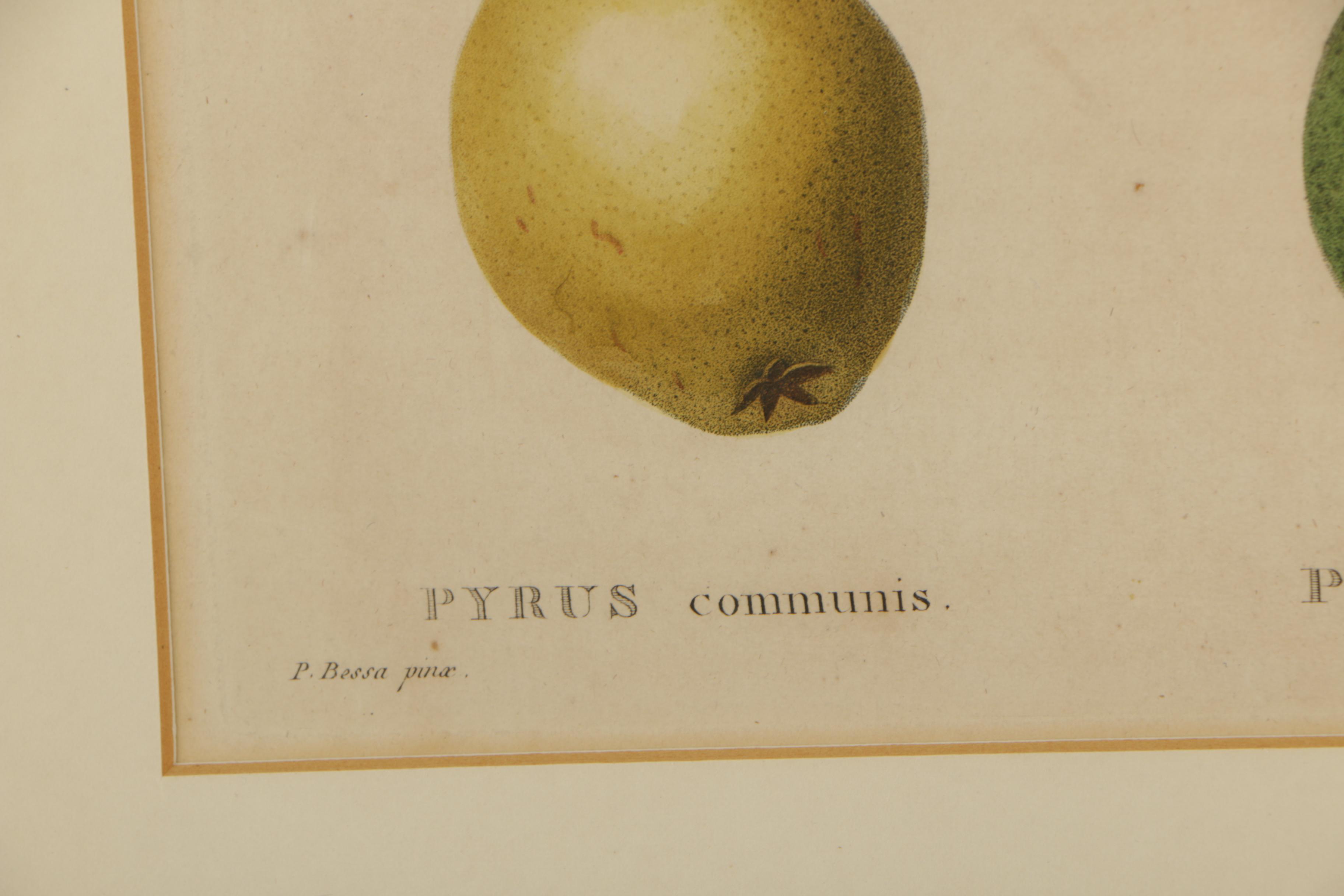 Pancrace Bessa Color Etchings of Pears
