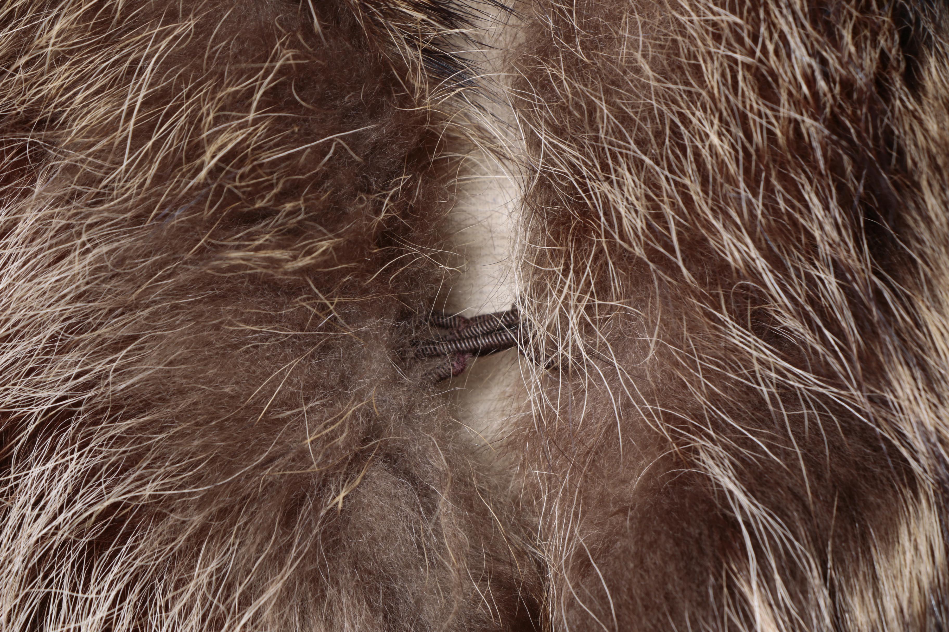 Women's Tanuki Fur Coat and Jacques La Ramie Tanuki Fur Headband