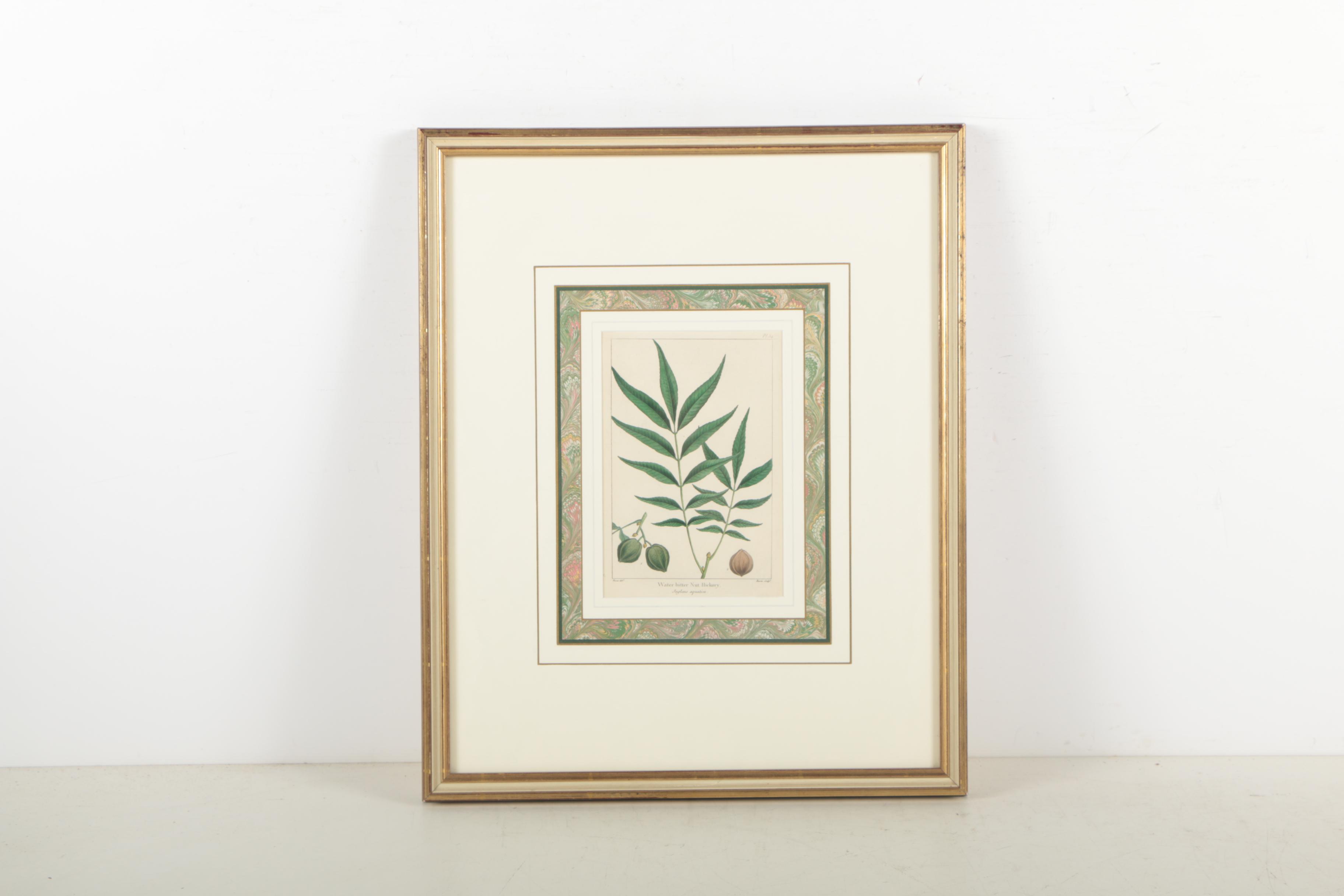 Hand-Colored Botanical Etchings "Water Bitter Nut Hickory" and "Red Bay"