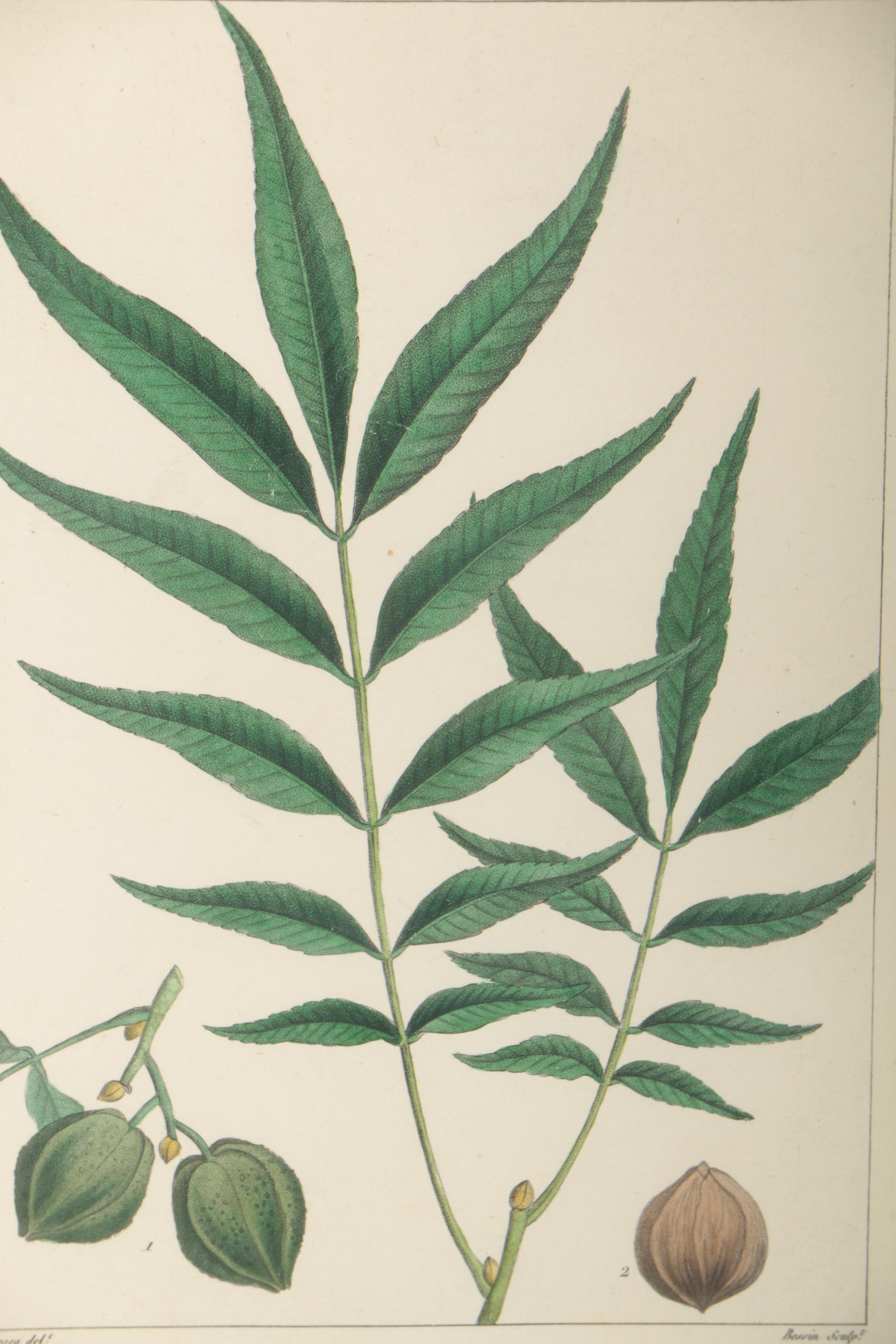 Hand-Colored Botanical Etchings "Water Bitter Nut Hickory" and "Red Bay"