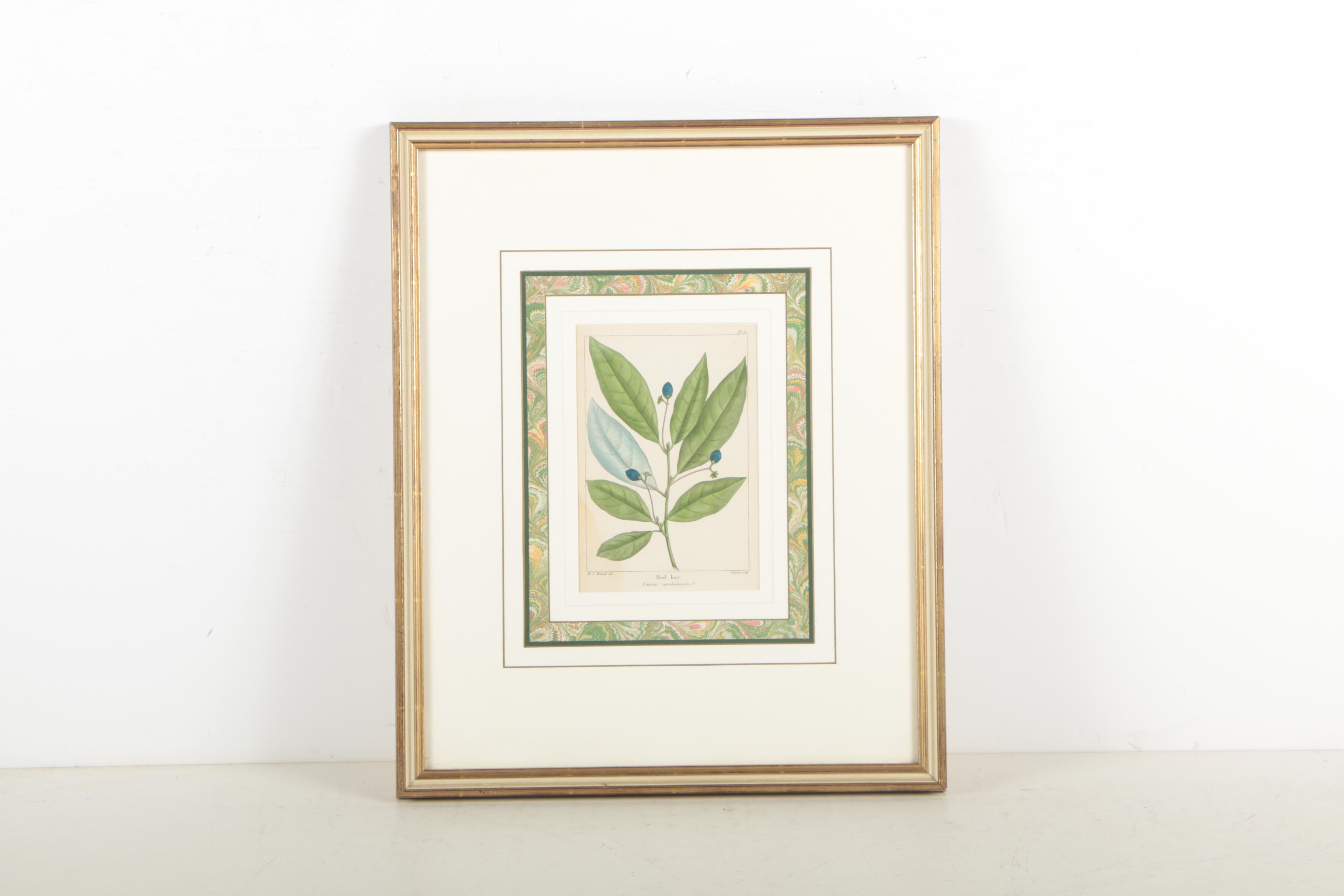 Hand-Colored Botanical Etchings "Water Bitter Nut Hickory" and "Red Bay"