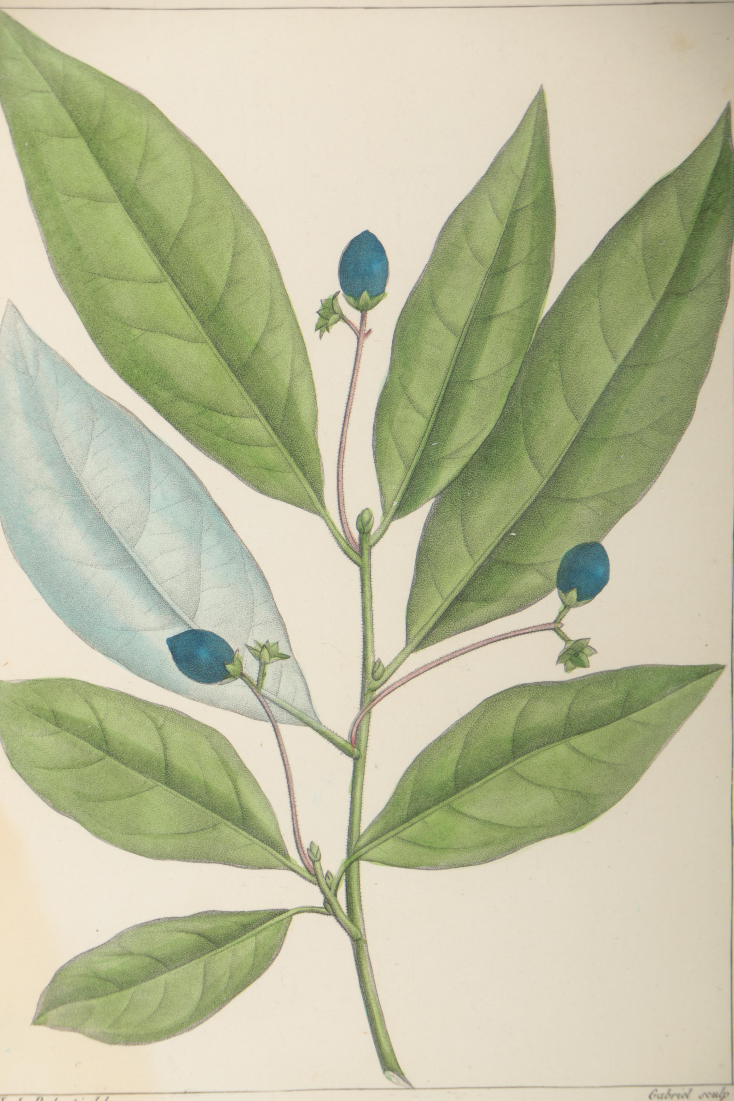 Hand-Colored Botanical Etchings "Water Bitter Nut Hickory" and "Red Bay"