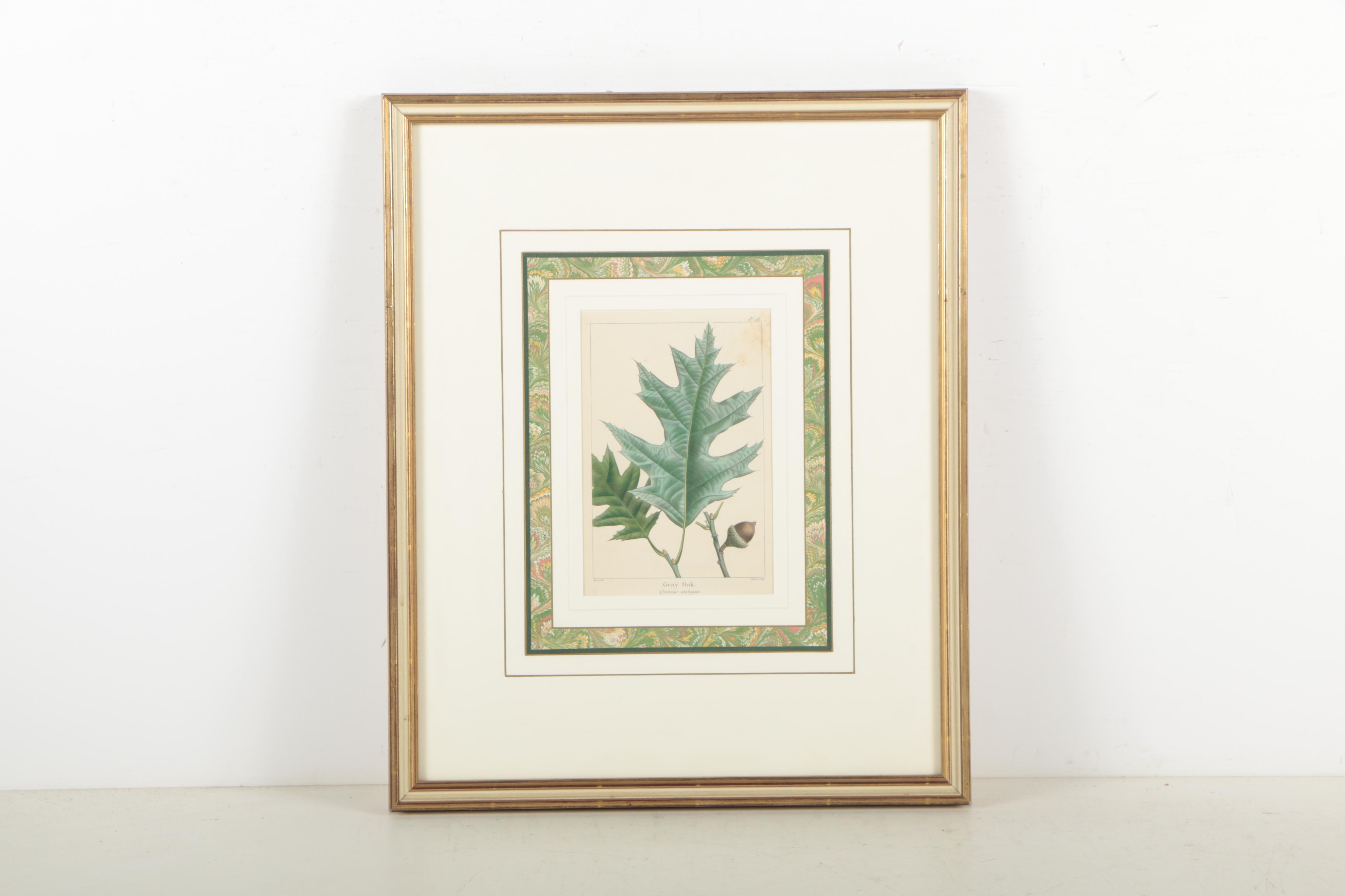 Hand-Colored Botanical Etchings "Gray Oak" and "Bitter Nut Hickory"