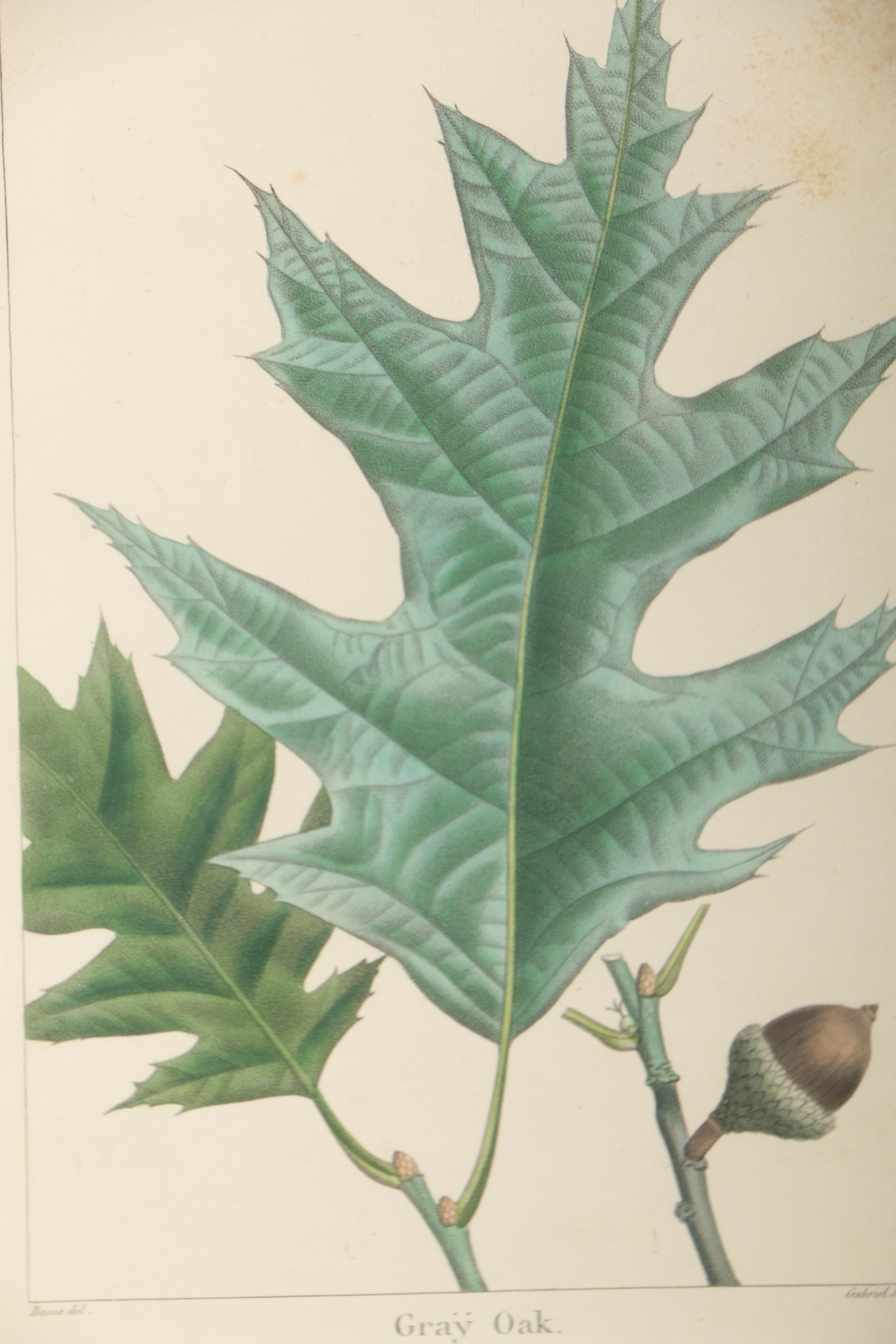 Hand-Colored Botanical Etchings "Gray Oak" and "Bitter Nut Hickory"
