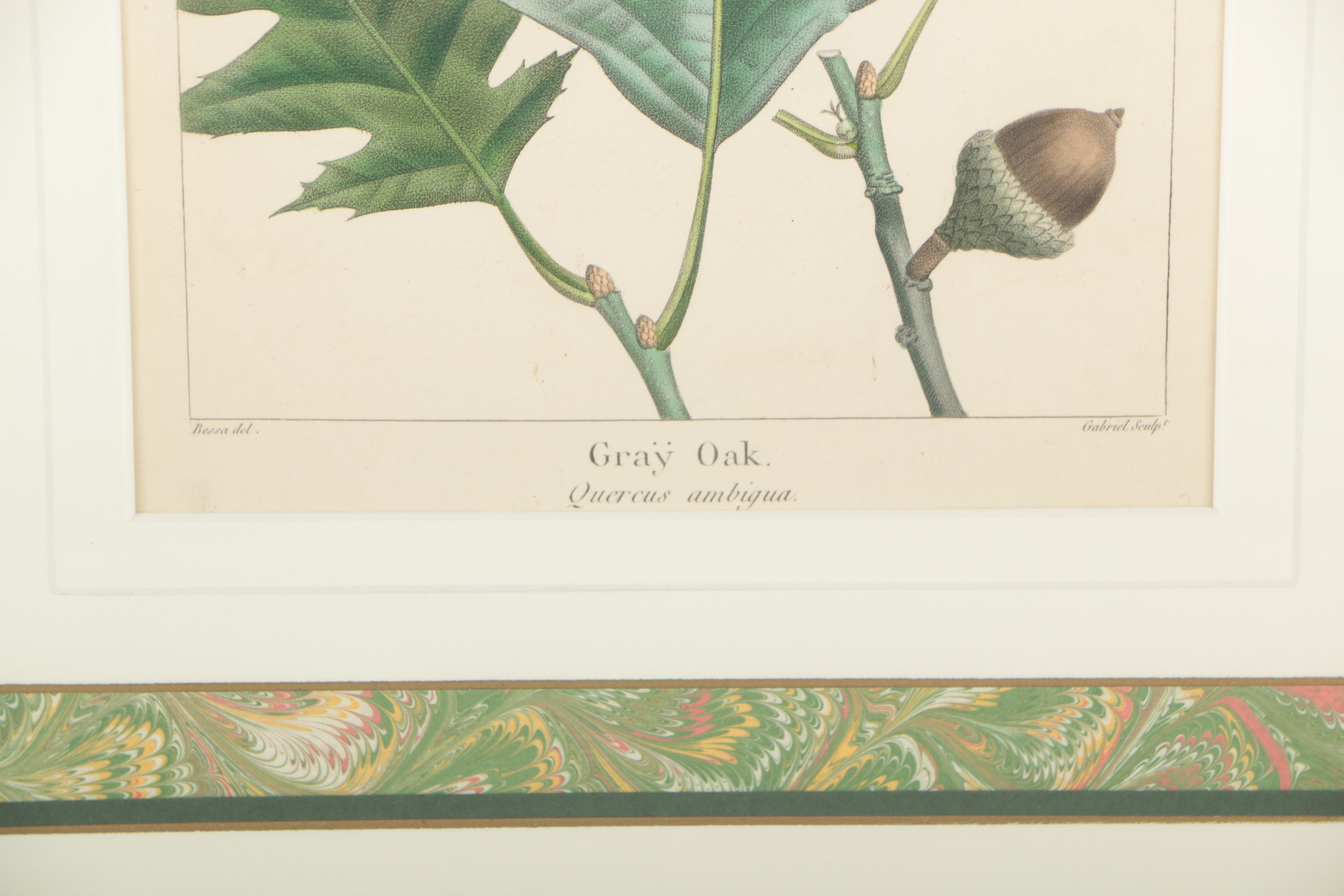 Hand-Colored Botanical Etchings "Gray Oak" and "Bitter Nut Hickory"