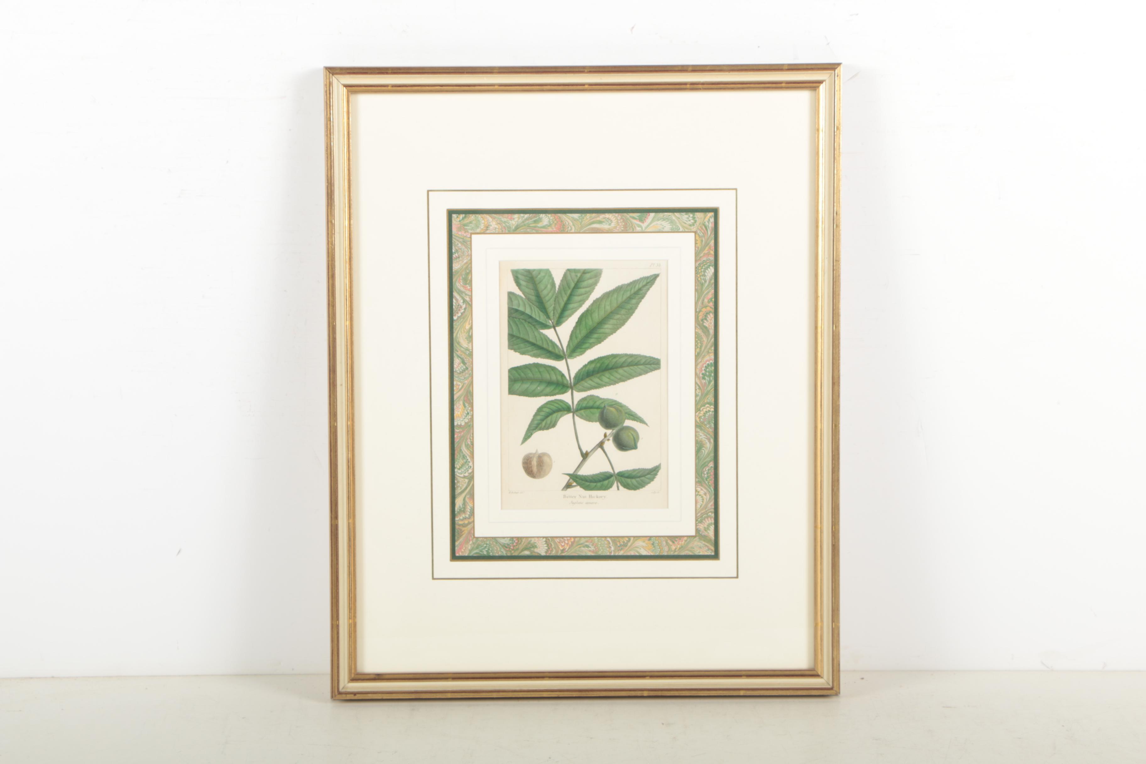 Hand-Colored Botanical Etchings "Gray Oak" and "Bitter Nut Hickory"