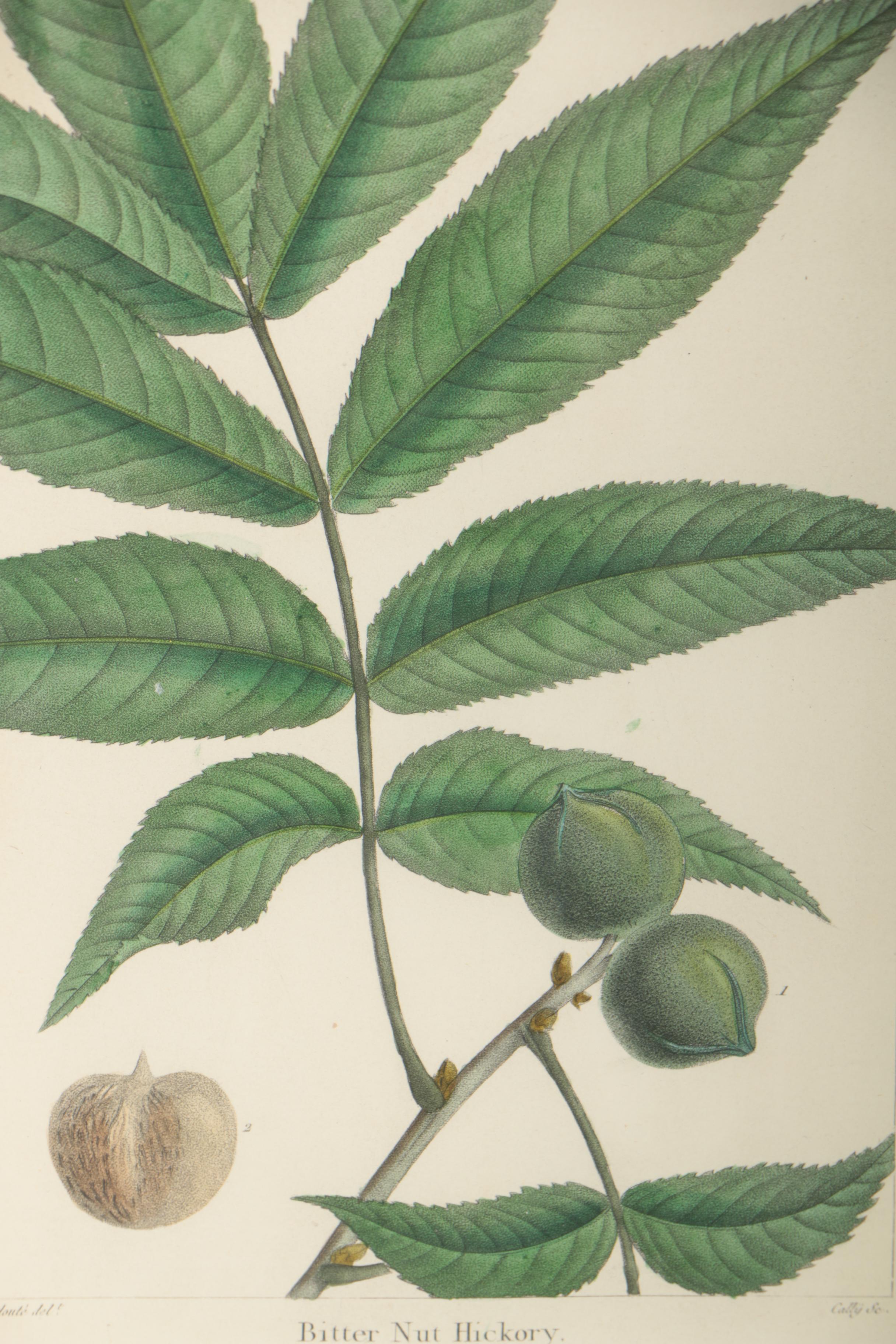 Hand-Colored Botanical Etchings "Gray Oak" and "Bitter Nut Hickory"