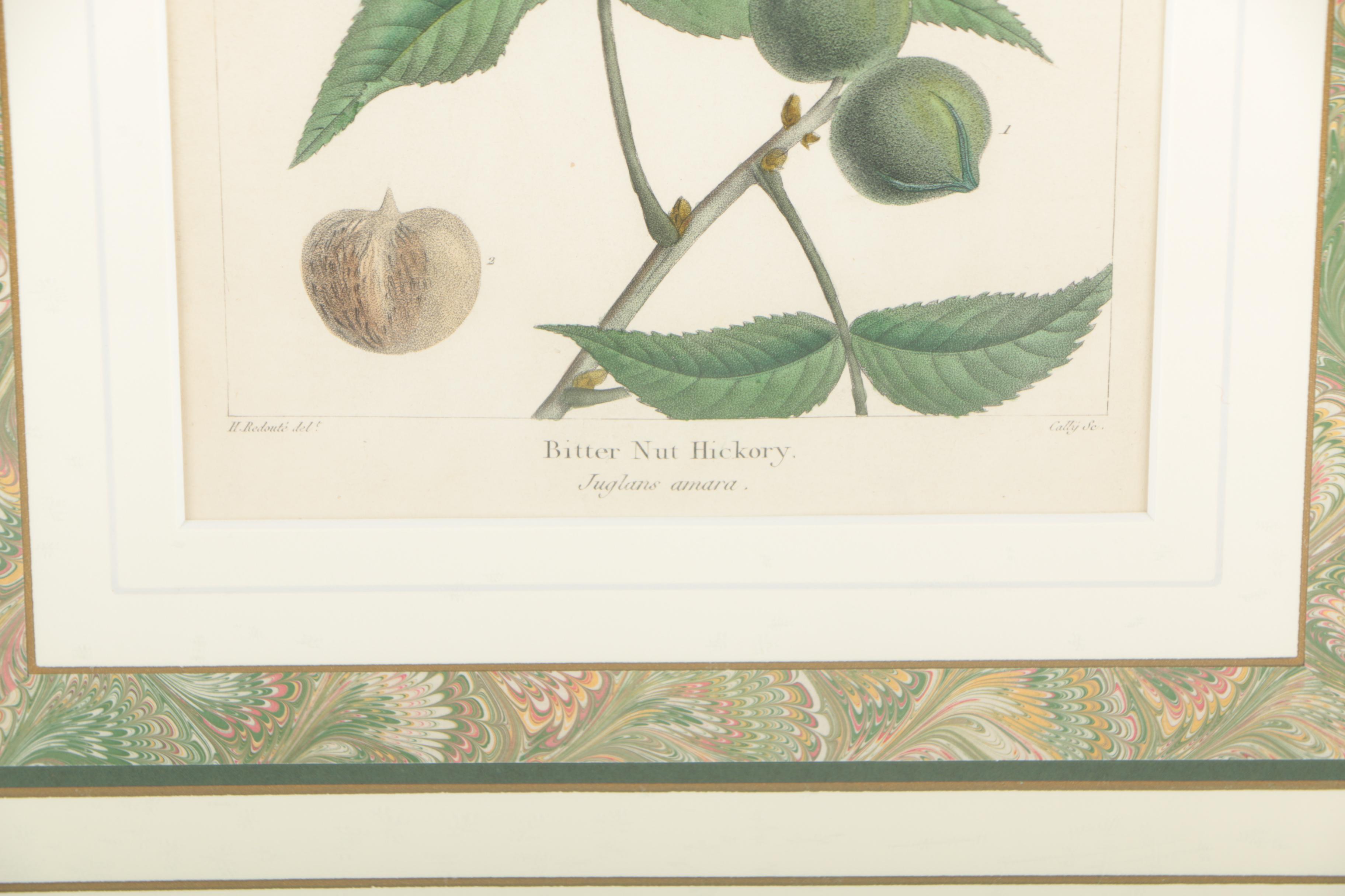 Hand-Colored Botanical Etchings "Gray Oak" and "Bitter Nut Hickory"