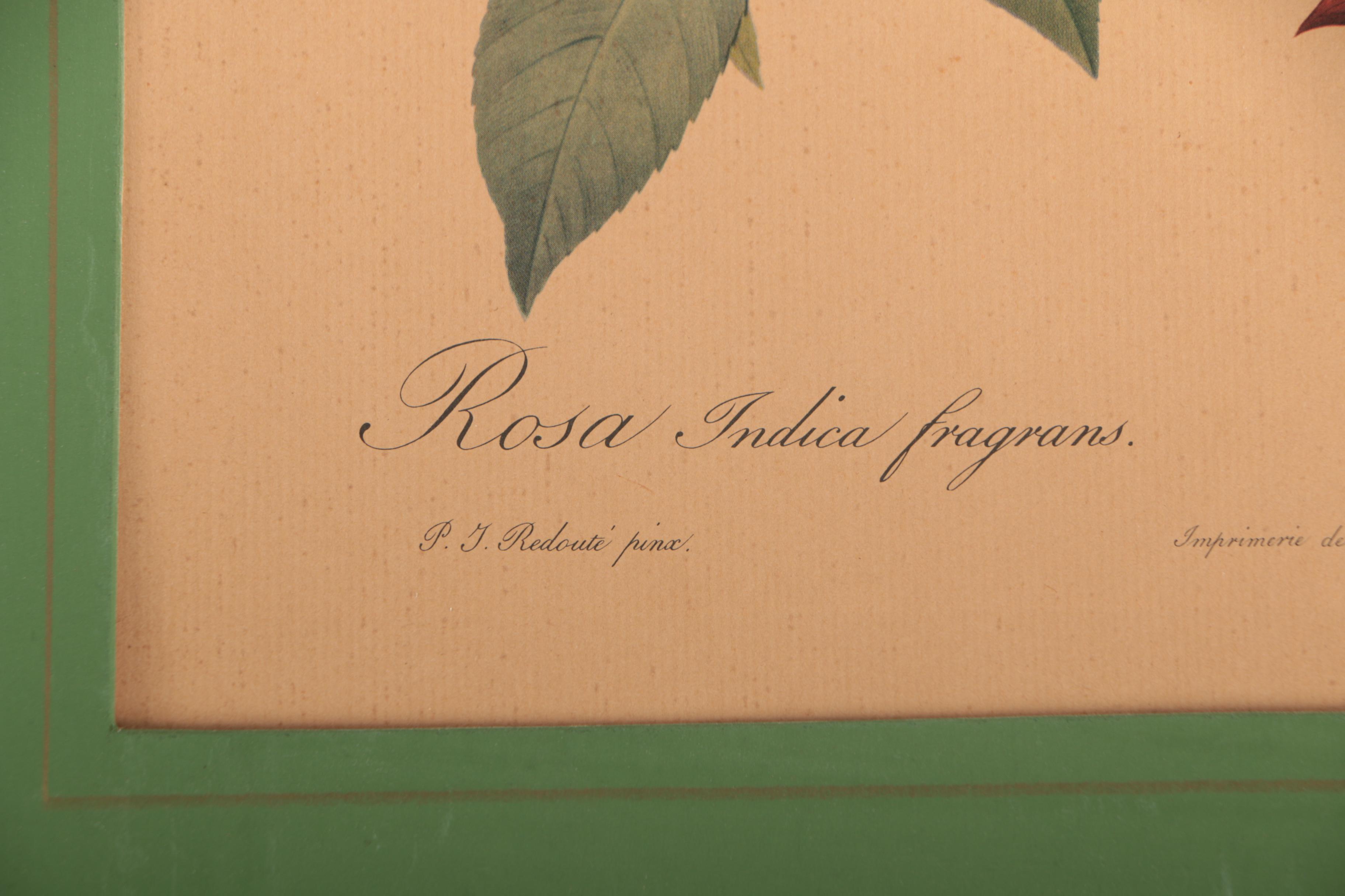 Offset Lithographs After Pierre-Joseph Redouté Botanical Illustrations