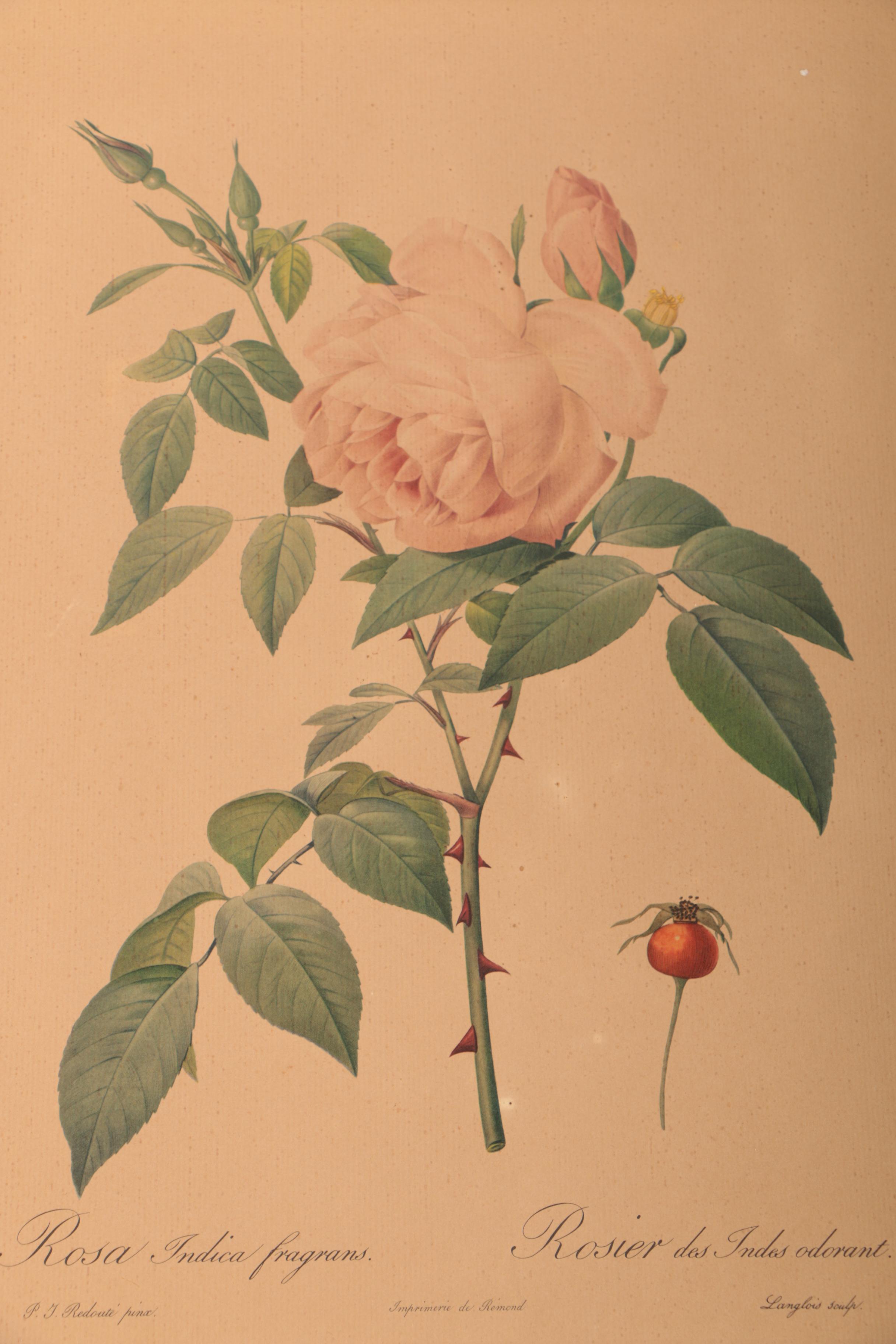 Offset Lithographs After Pierre-Joseph Redouté Botanical Illustrations
