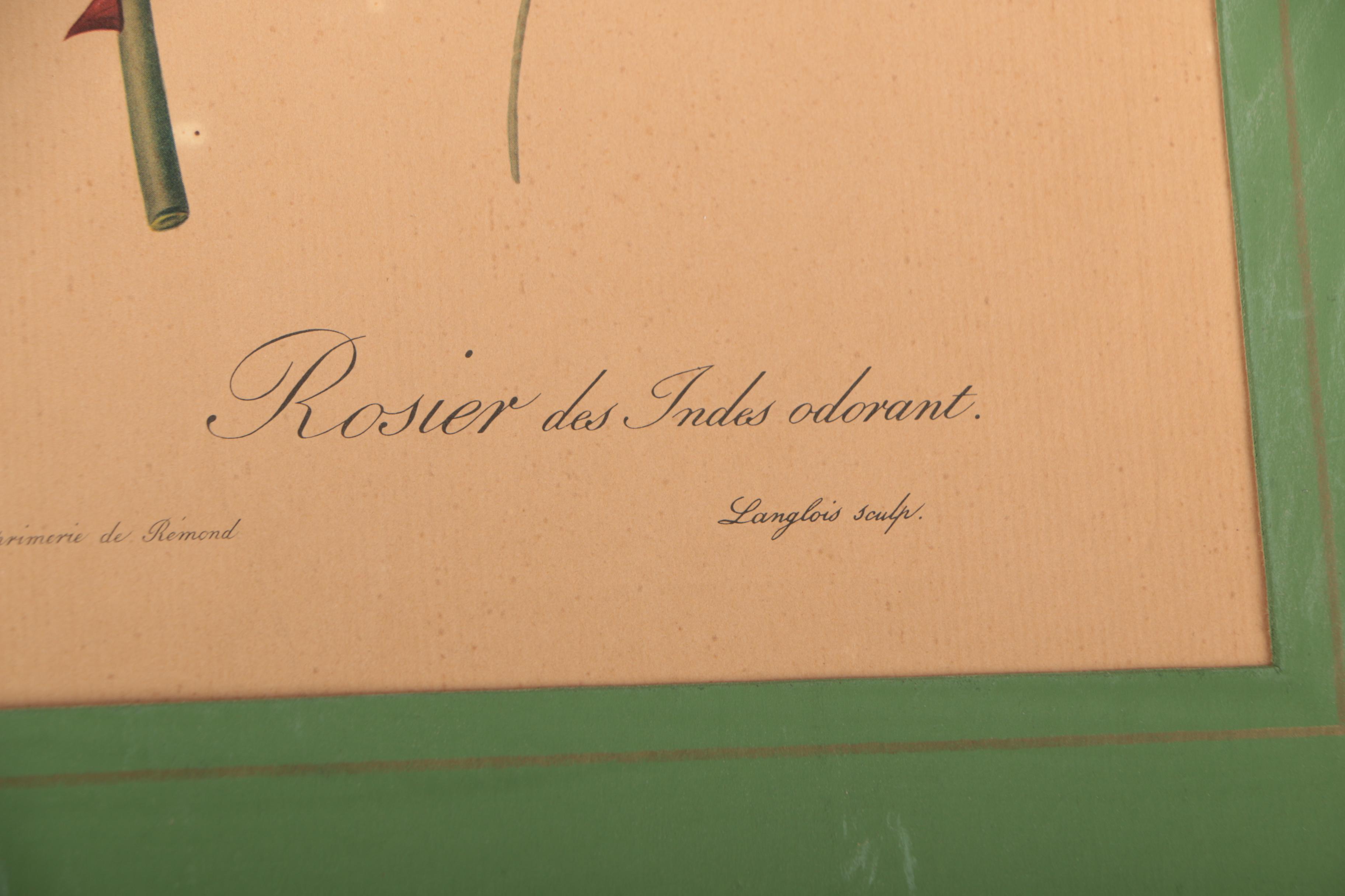 Offset Lithographs After Pierre-Joseph Redouté Botanical Illustrations