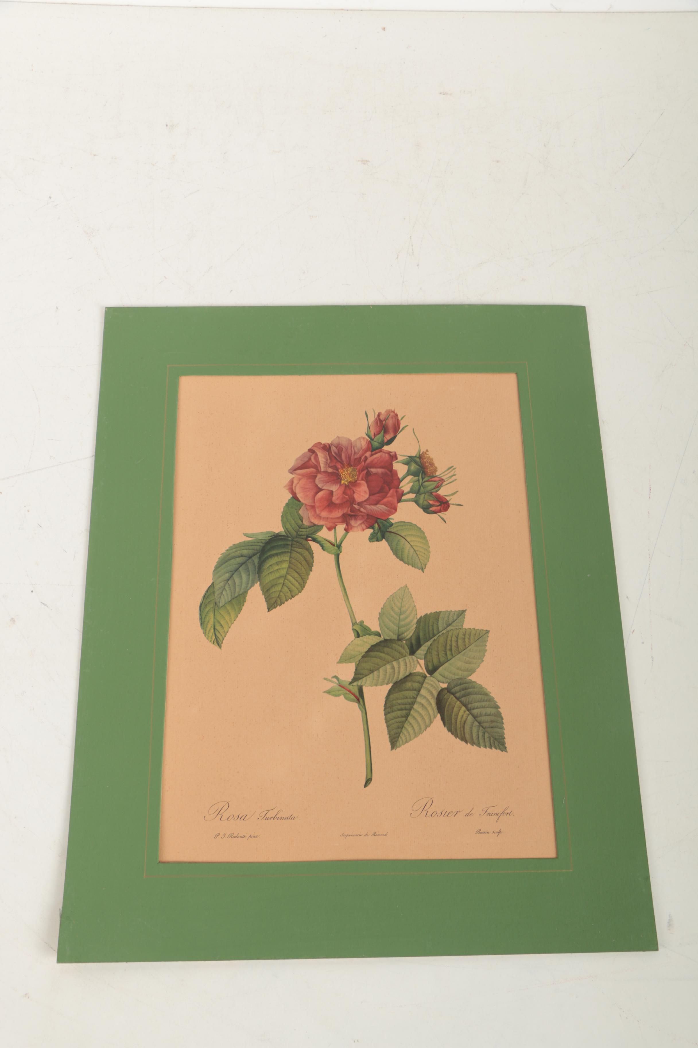 Offset Lithographs After Pierre-Joseph Redouté Botanical Illustrations