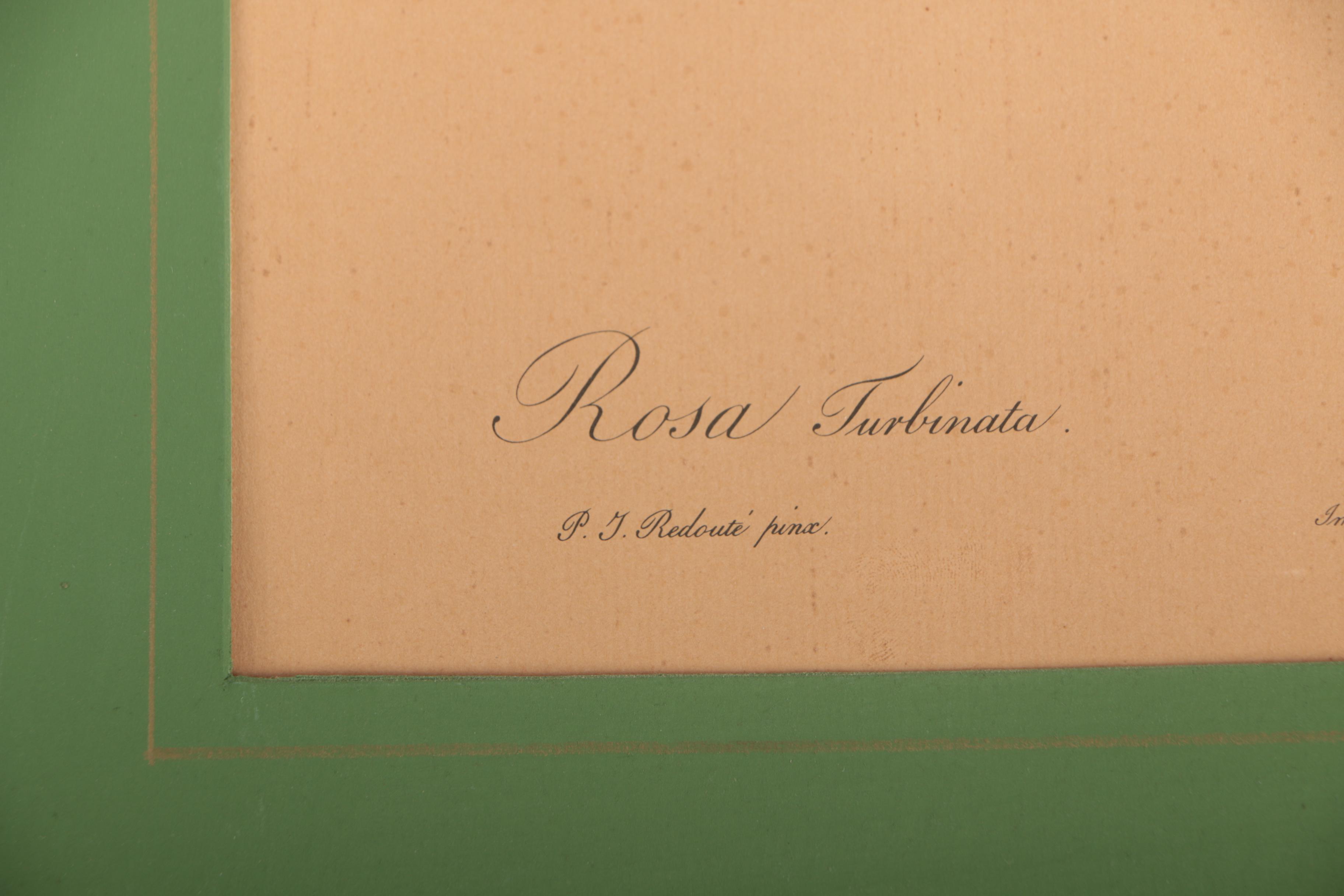 Offset Lithographs After Pierre-Joseph Redouté Botanical Illustrations