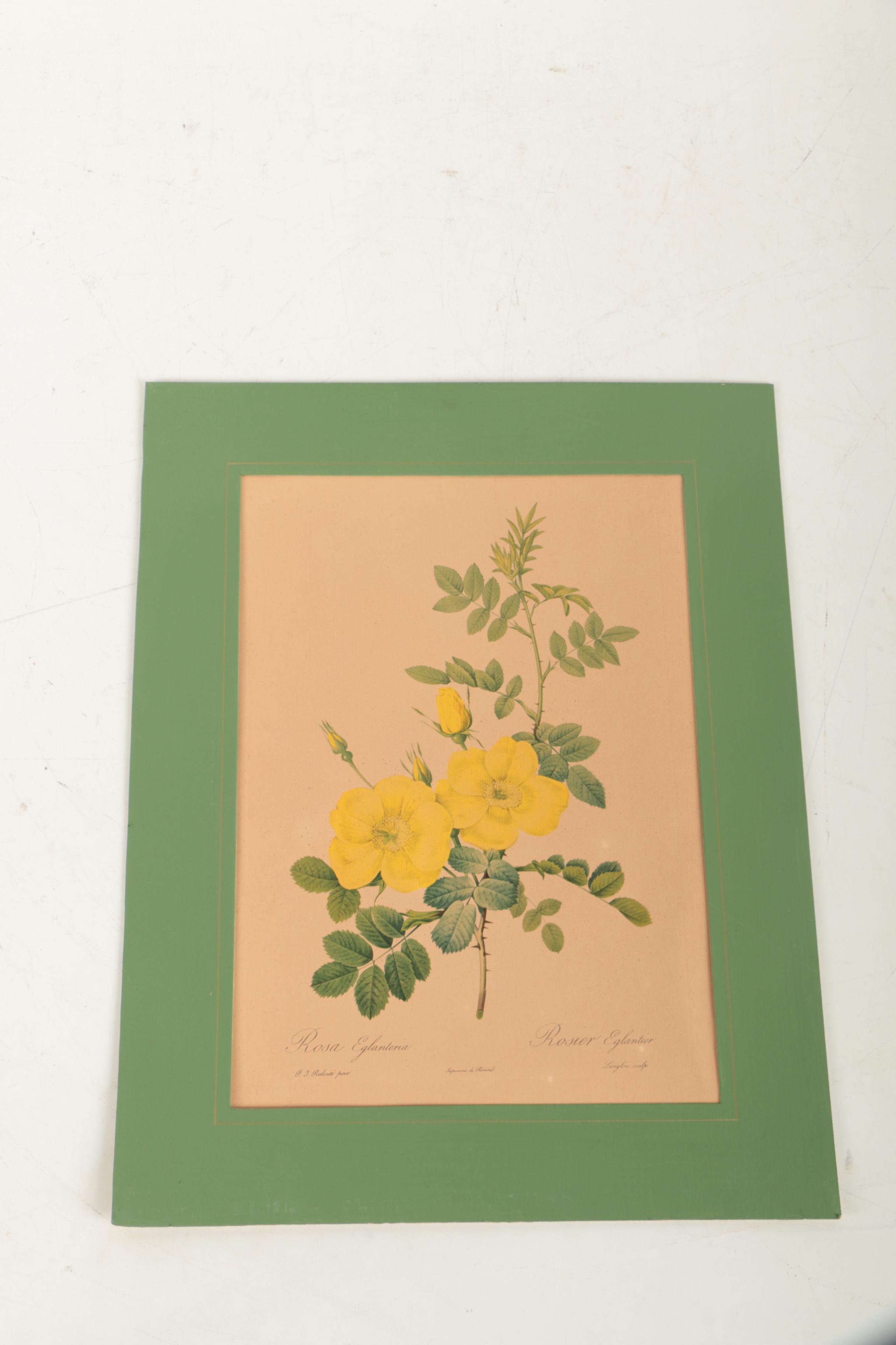 Offset Lithographs After Pierre-Joseph Redouté Botanical Illustrations