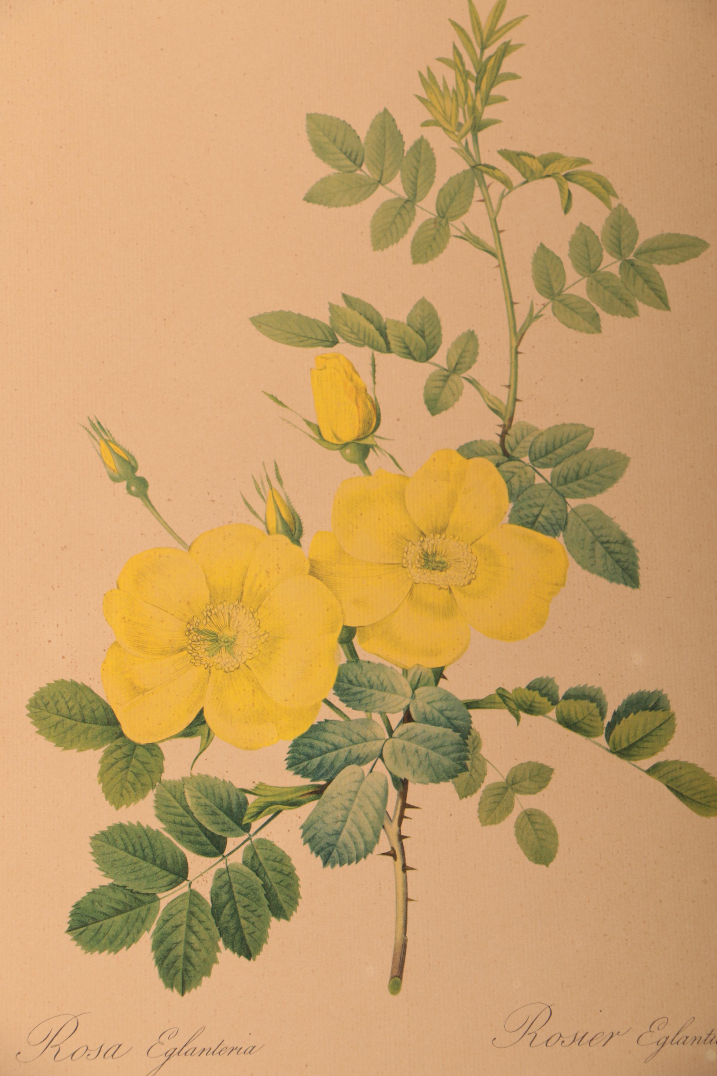 Offset Lithographs After Pierre-Joseph Redouté Botanical Illustrations