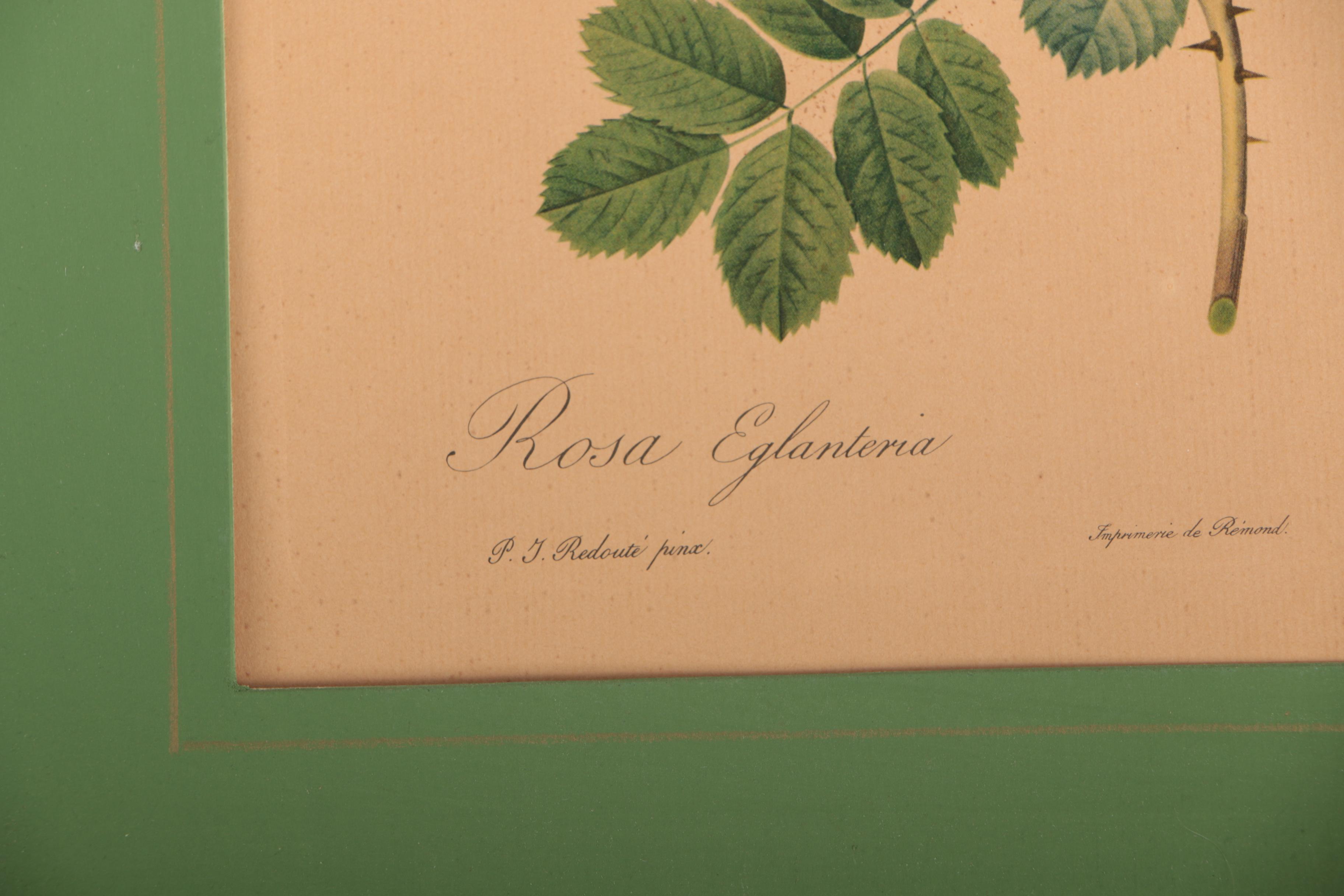 Offset Lithographs After Pierre-Joseph Redouté Botanical Illustrations